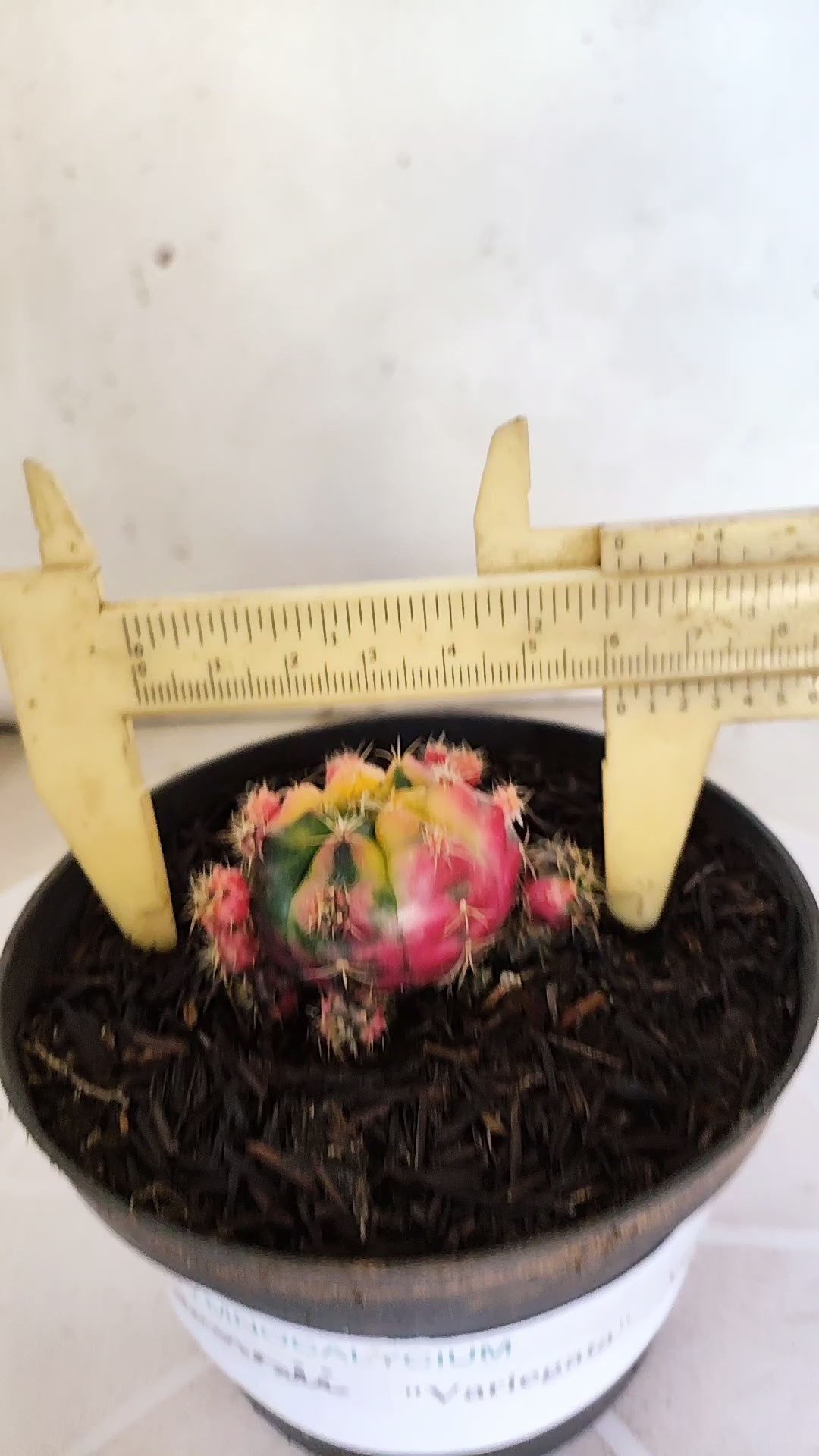 GYMNOCALYCIUM DAMSII Variegata Nº 622 – vaso 11