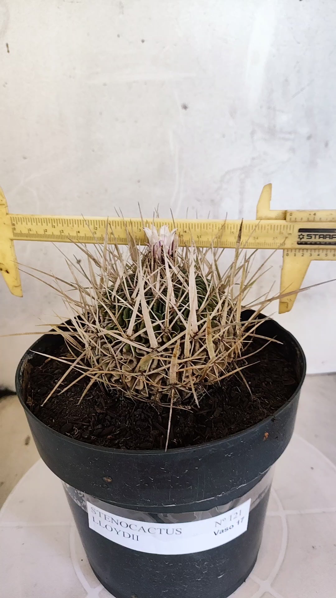 STENOCACTUS LLOYDII Nº 121 – vaso 17