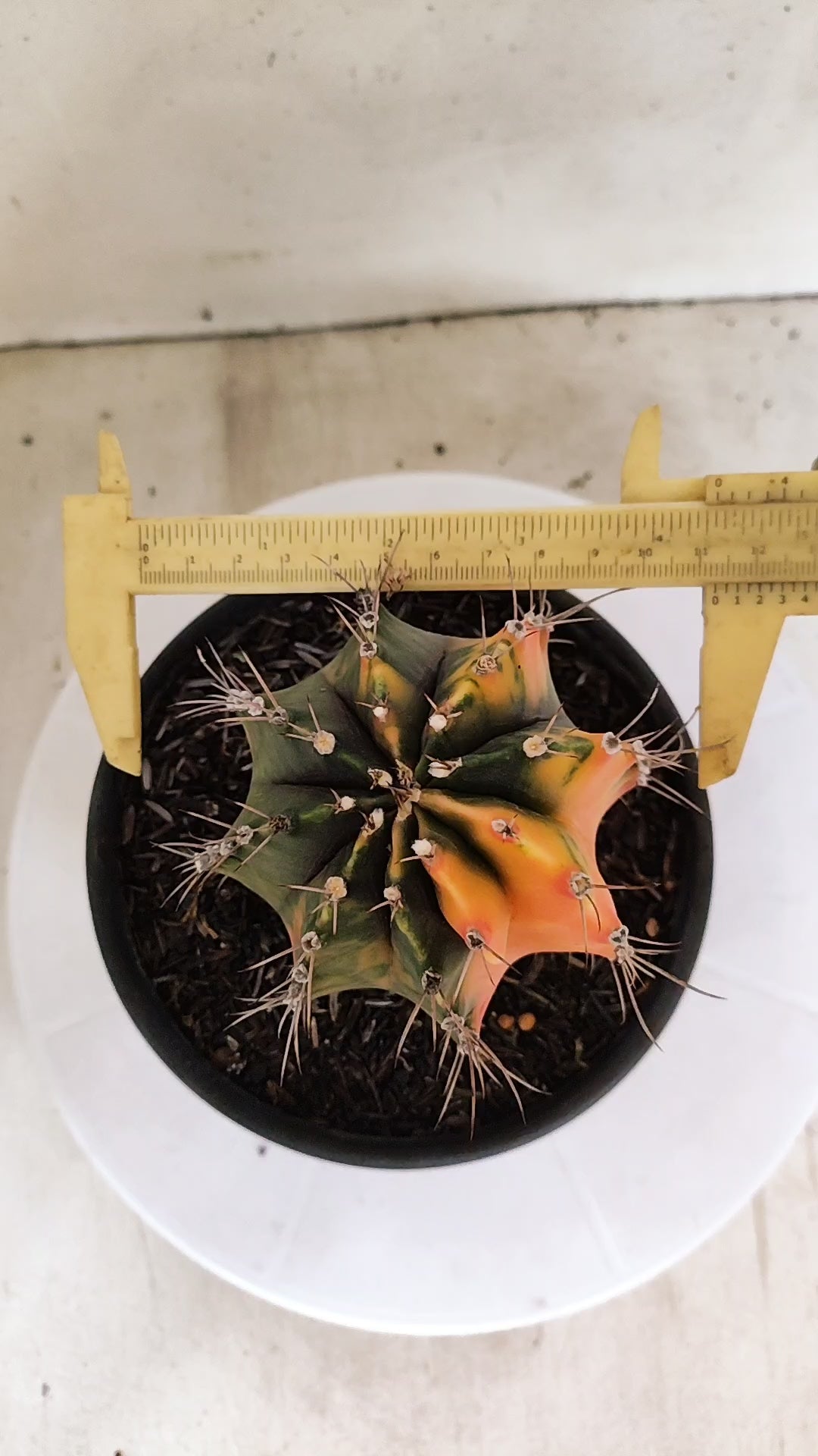 GYMNOCALYCIUM Mihanovichii "Variegata" Nº 303 – vaso 15