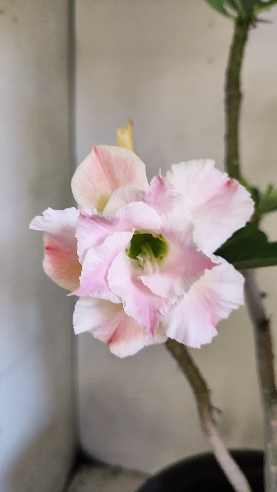 Planta Dobrada 4043 – 40cm – 03 anos - Vaso 20