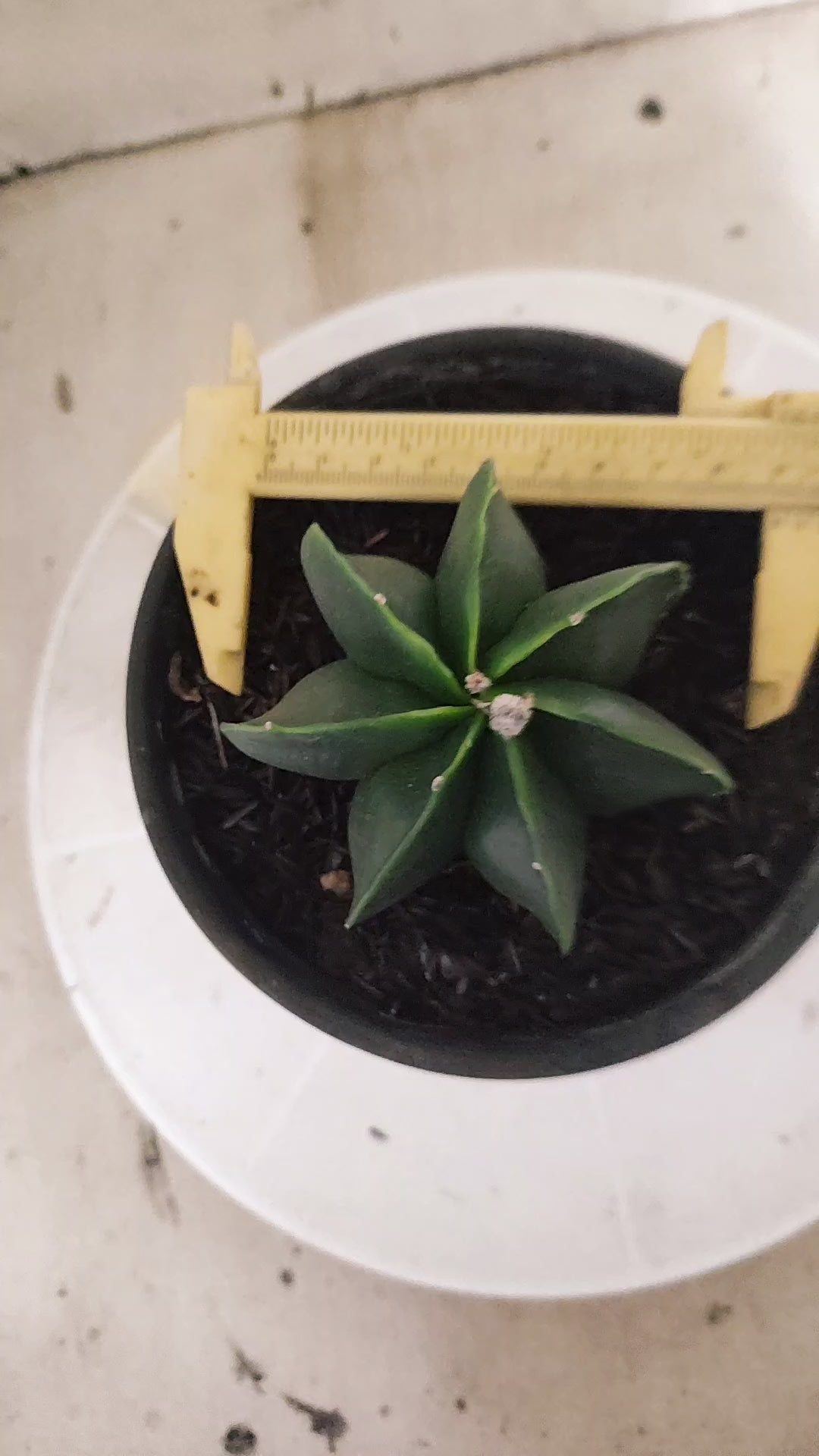 MATRIZ ASTROPHYTUM MYRIOSTIGMA Nudum "Multicostatum"  Nº 1692  – vaso 15