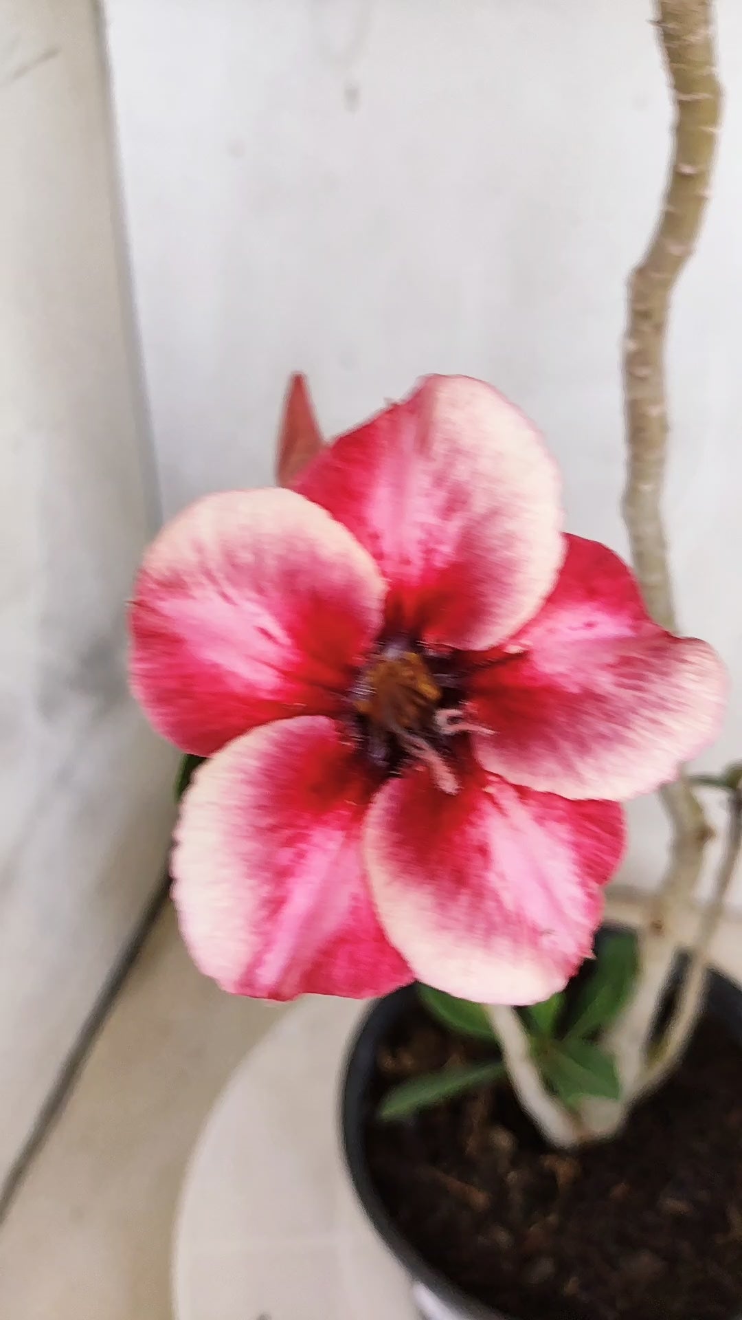 Planta Simples 3578 – 30cm – 02 anos