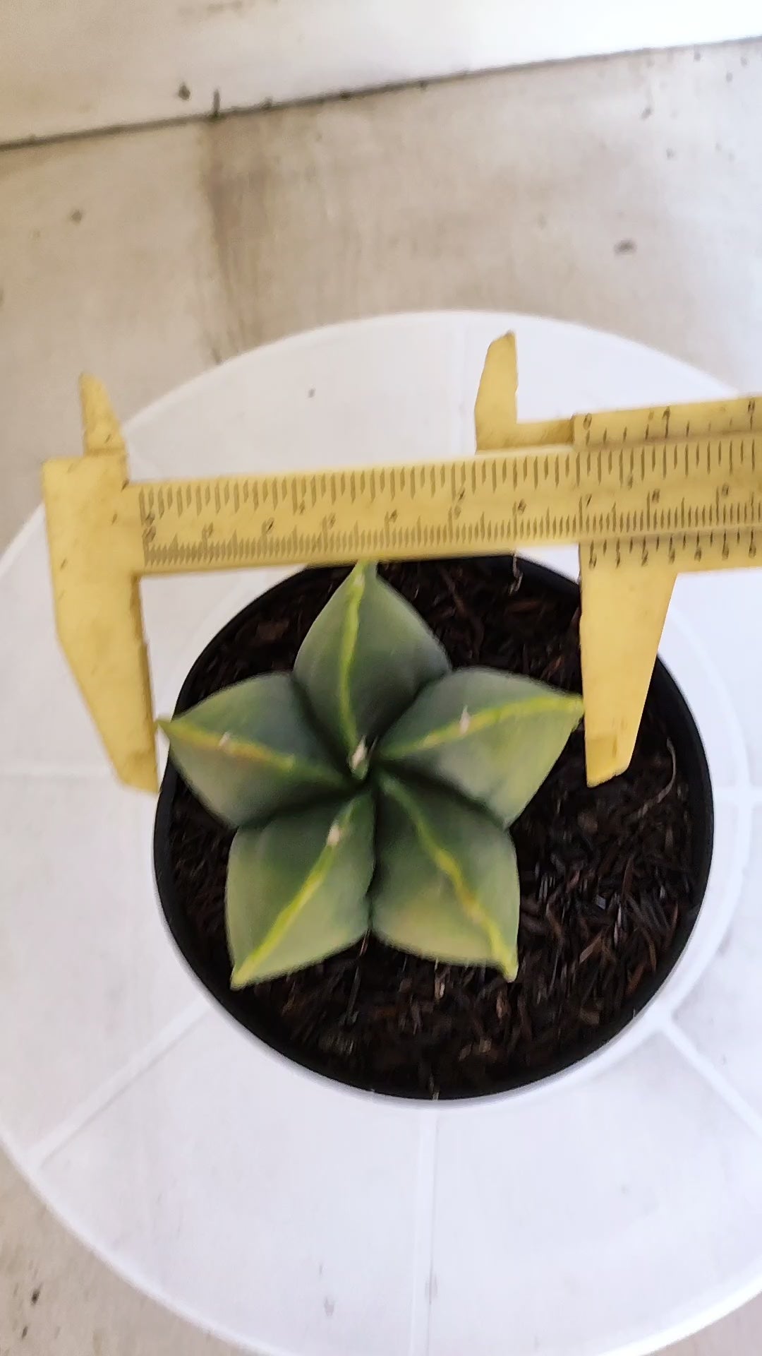 ASTROPHYTUM MYRIOSTIGMA "Variegata" Nº 401 – vaso 11