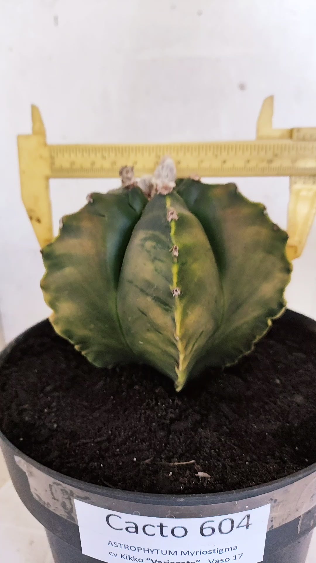 Matriz ASTROPHYTUM cv KIKKO Nº 604 "Variegata" - vaso 17