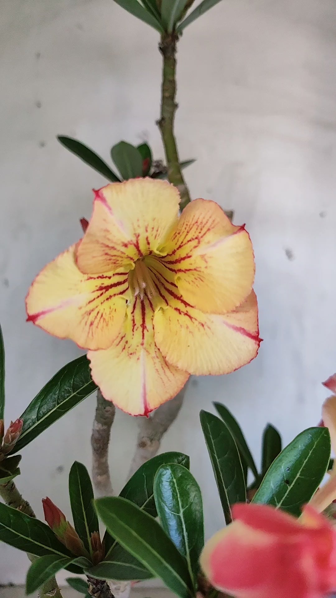 MATRIZ Planta Simples 244 – 50cm – 03 anos - Vaso 20