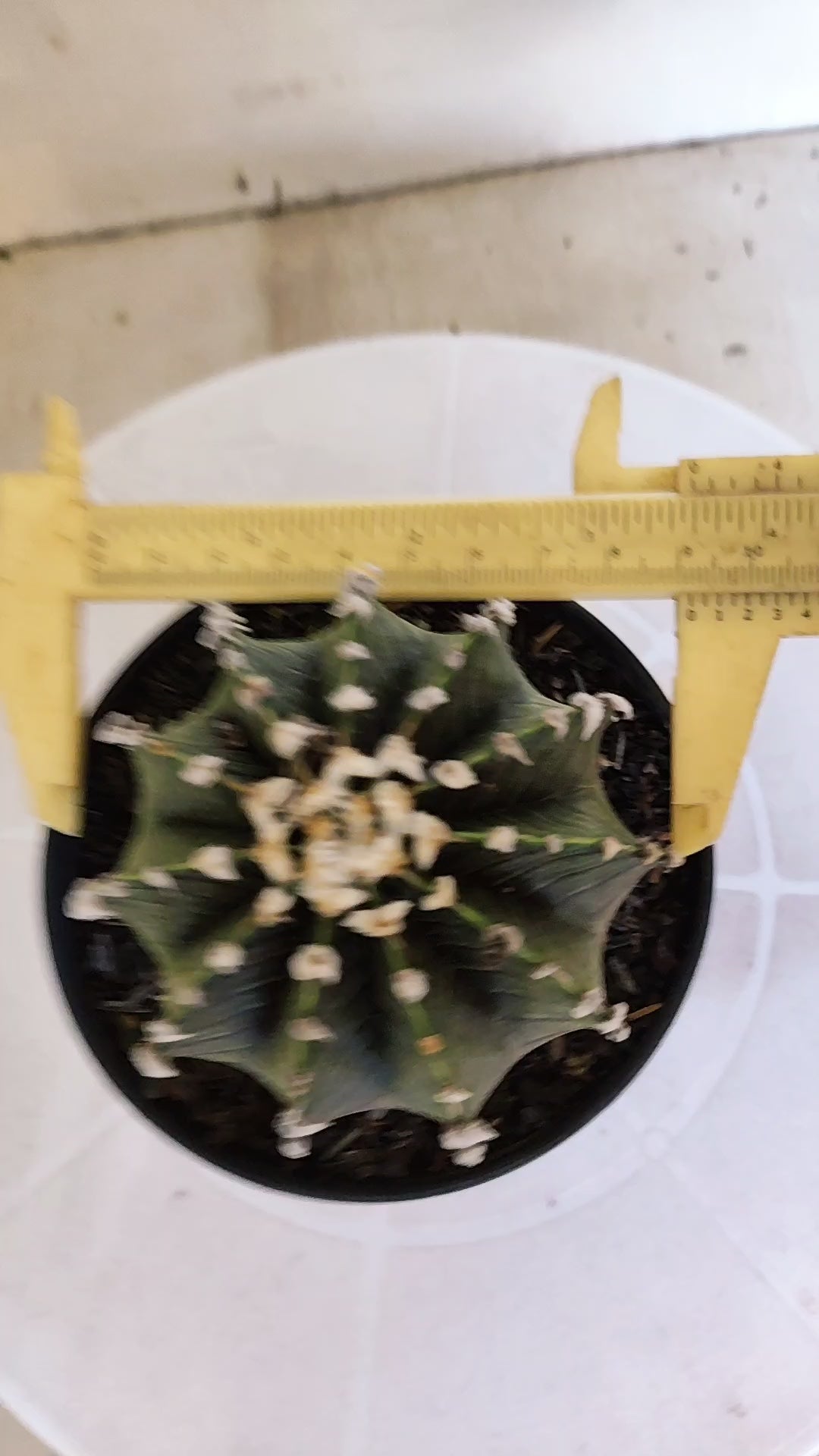 GYMNOCALYCIUM Friedrichii LB 2178 "Agua Dulce" - Nº 1202 – vaso 11