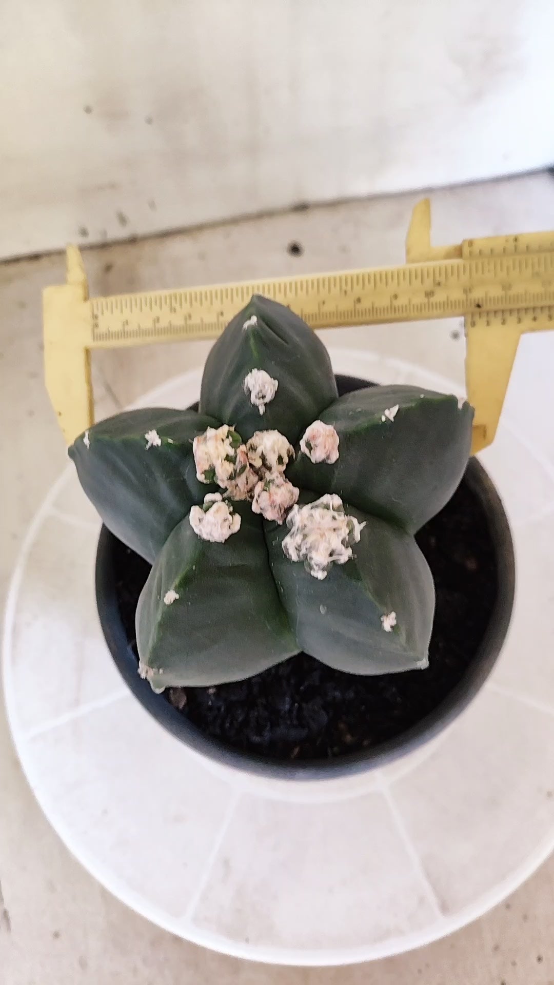 Matriz ASTROPHYTUM MYRIOSTIGMA cv KIKKO "Nudum Prolifero" Nº 1500 – vaso 15