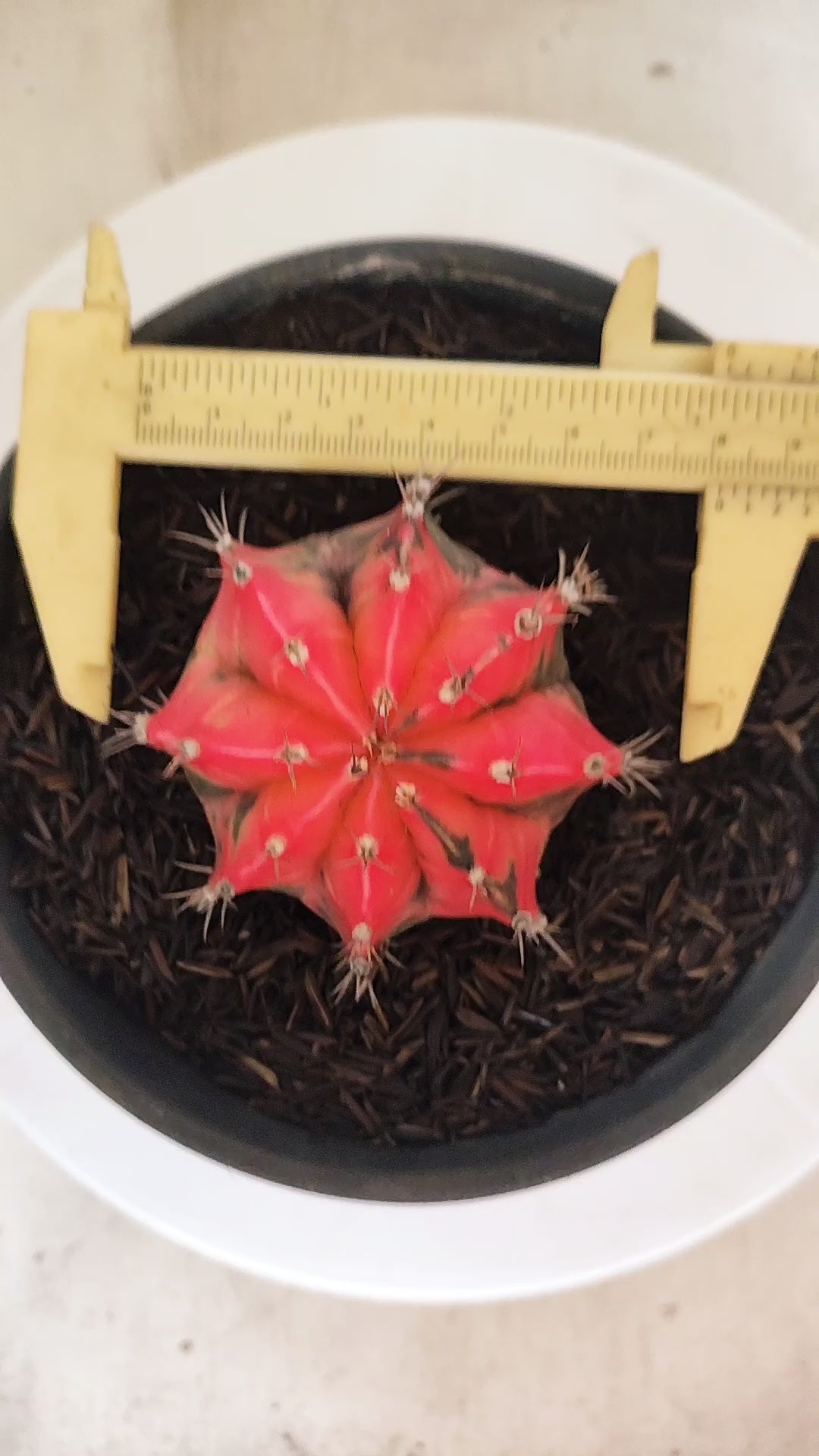 GYMNOCALYCIUM Mihanovichii "Variegata" Nº 153 – vaso 15