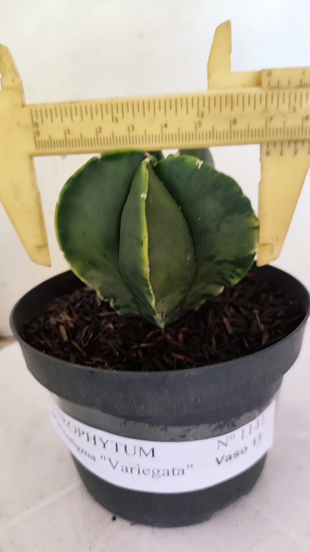 ASTROPHYTUM MYRIOSTIGMA "Variegata" Nº 1141 – vaso 11