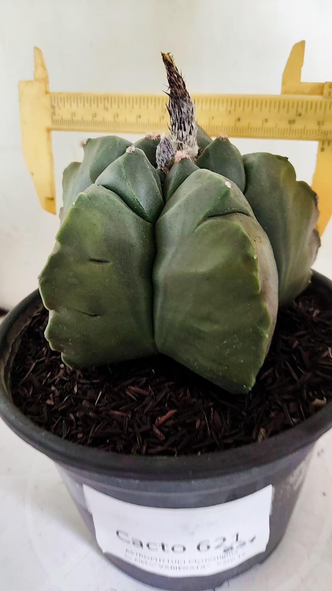MATRIZ ASTROPHYTUM cv KIKKO "Variegata" Nº 621 – vaso 15