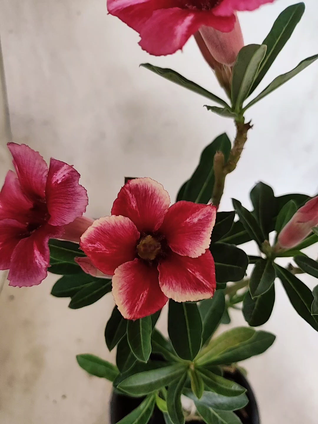 Planta Simples 3509 – 30cm – 02 anos