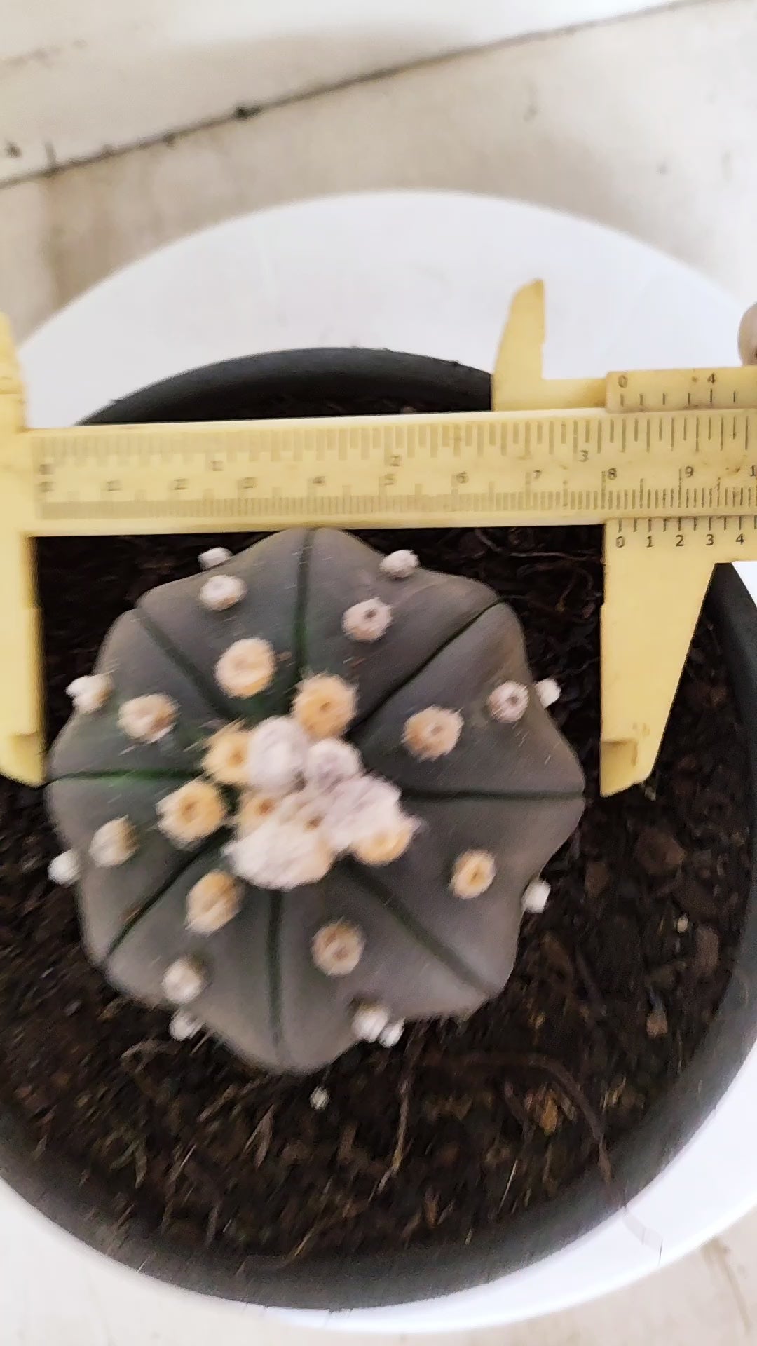 ASTROPHYTUM ASTERIAS "STAR SHAPE - PURPLE"   Nº 1157 – vaso 15