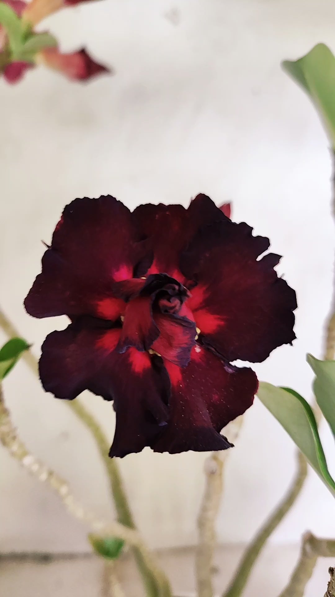 Planta Dobrada 4020 – 35cm – 03 anos - Vaso 15