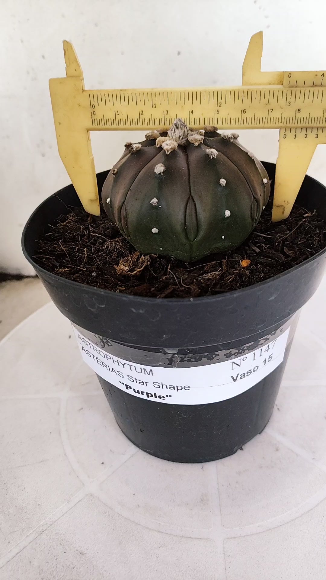 ASTROPHYTUM ASTERIAS "STAR SHAPE - PURPLE"   Nº 1147 – vaso 15