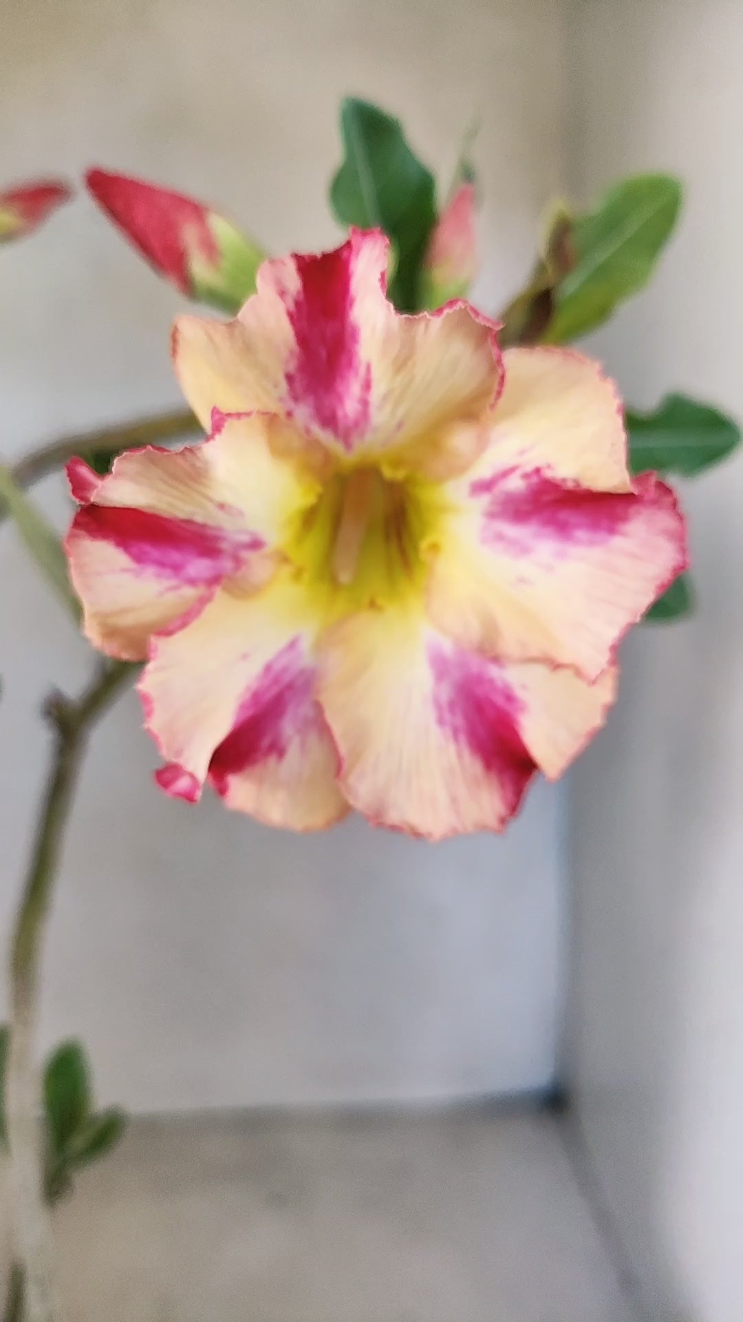 Planta Simples 3551 – 35cm – 03 anos