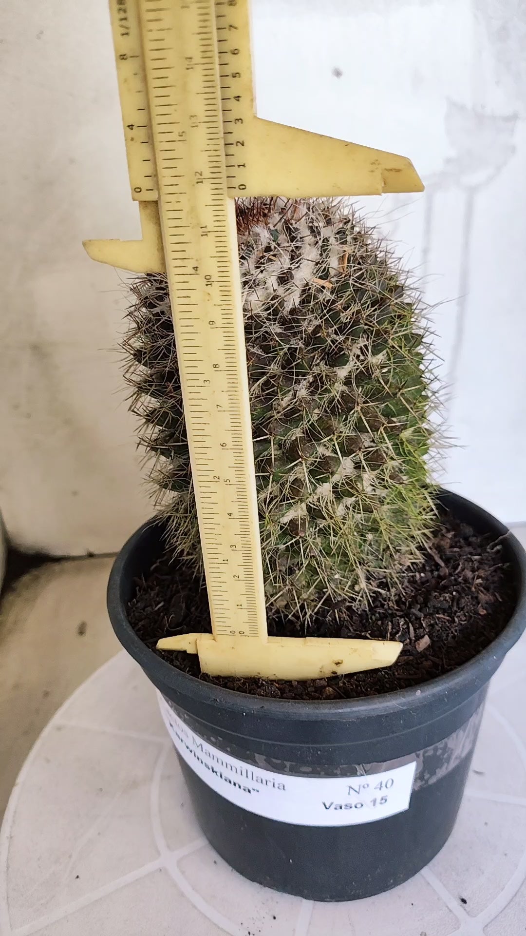 Matriz Cacto Mammillaria "Karwinskiana" Nº 40 - vaso 15