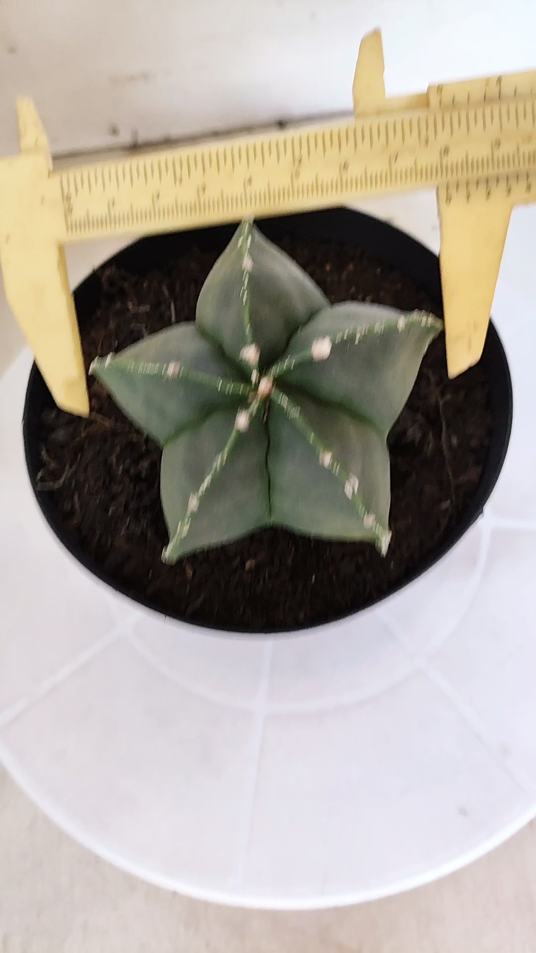 MATRIZ ASTROPHYTUM Myriostigma "Nudum"  Nº 1233 – vaso 15