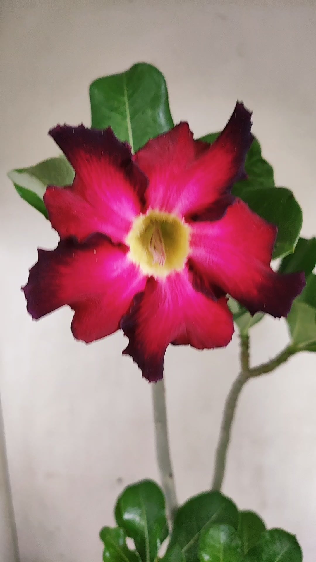 Planta Simples 3672 – 30cm – 02 anos - vaso 15
