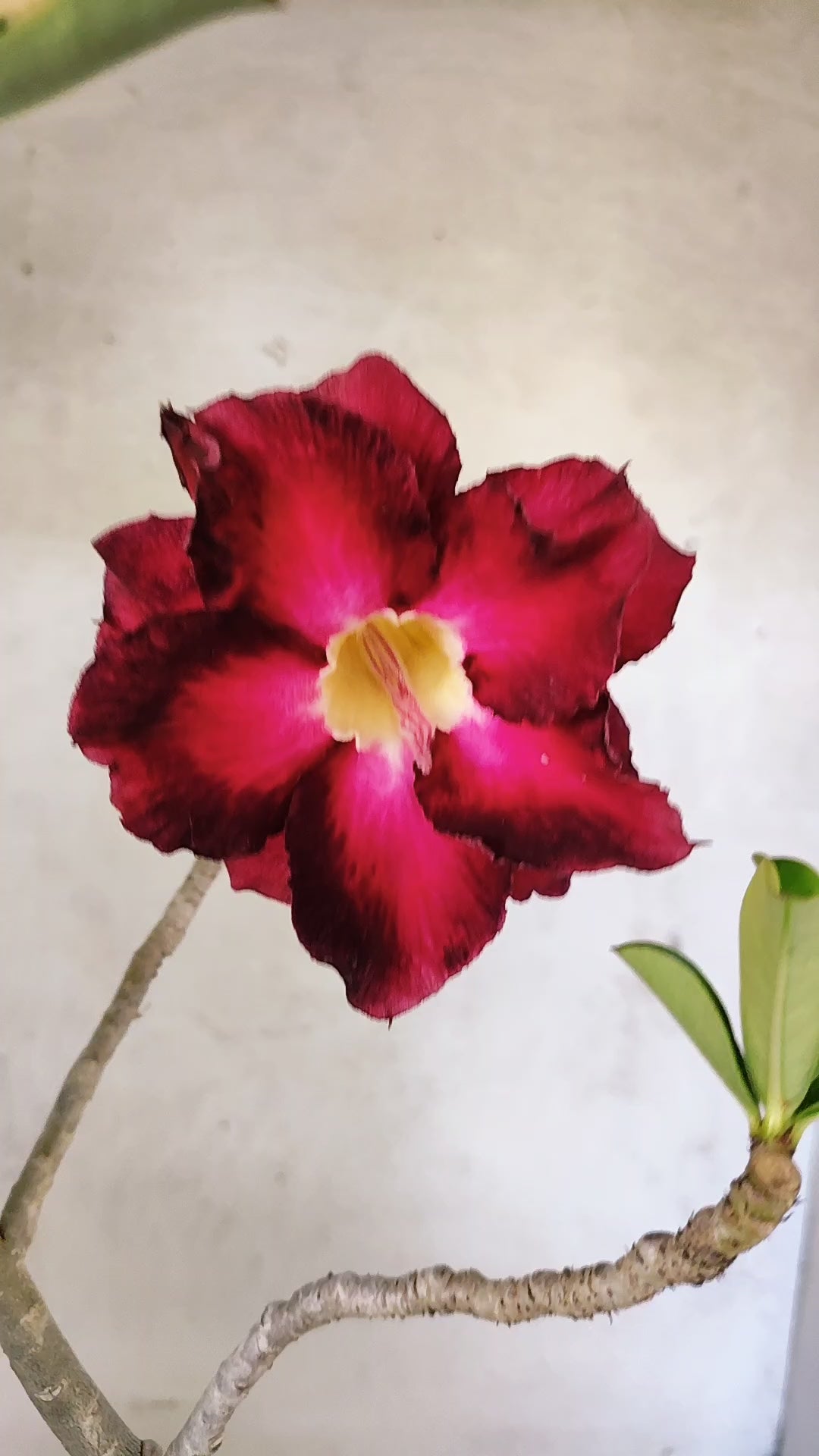 Planta Dobrada 3913 – 35cm – 03 anos