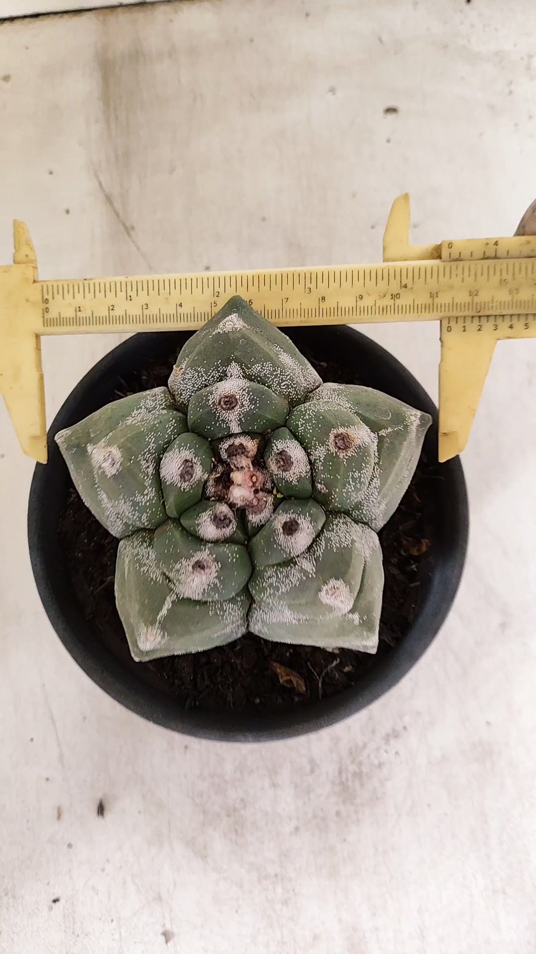 MATRIZ ASTROPHYTUM cv KIKKO  Nº 950 – vaso 15