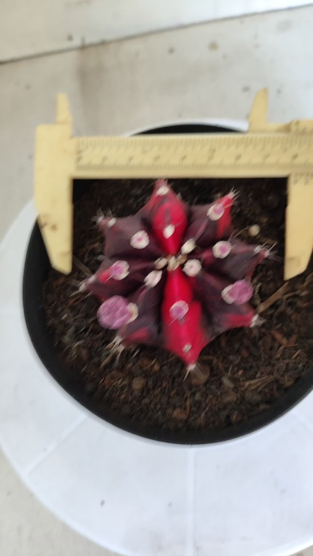 Matriz GYMNOCALYCIUM Mihanovichii Variegata Nº 651 – vaso 15