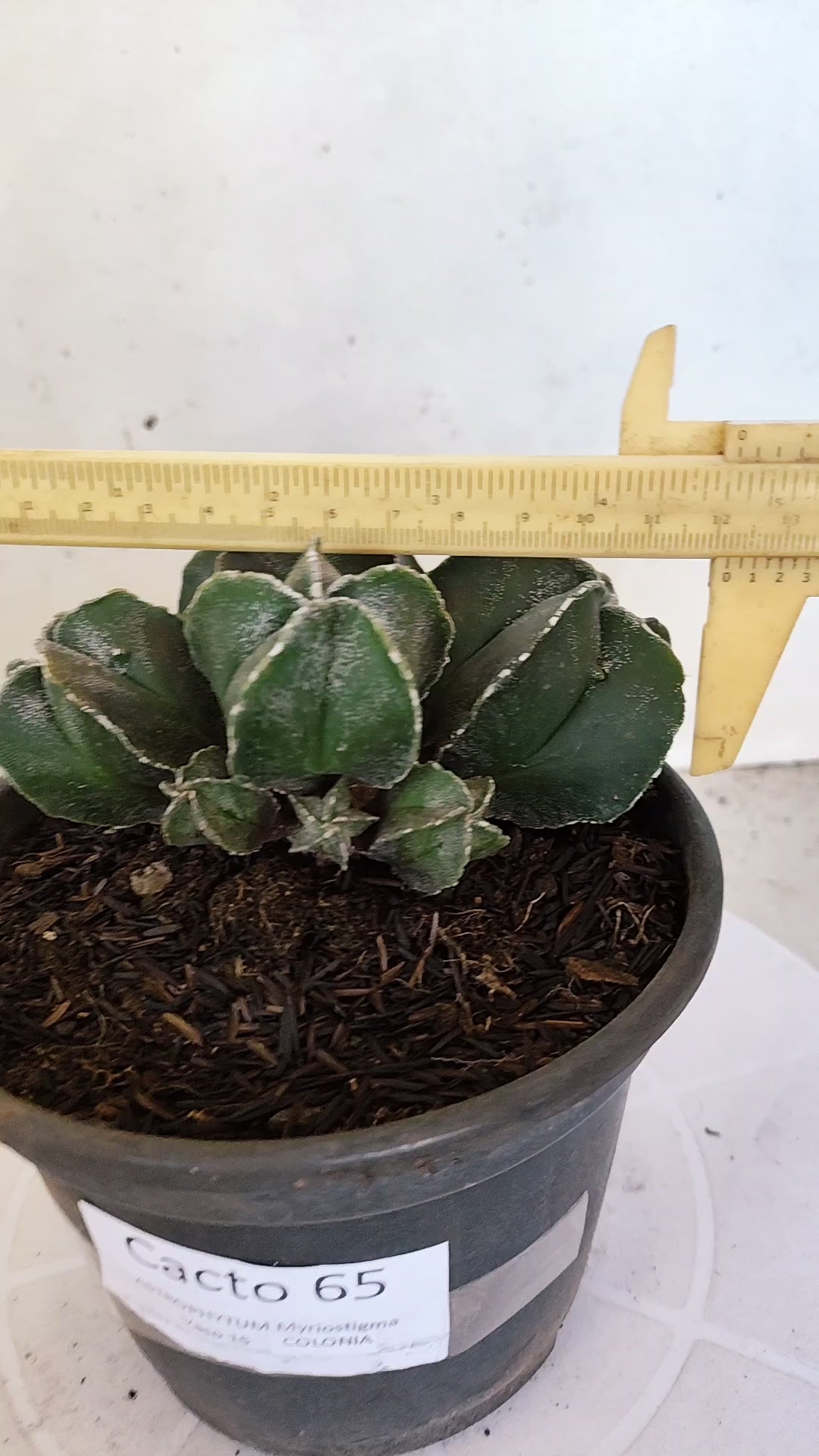ASTROPHYTUM MYRIOSTIGMA "Colônia" Nº 65 – vaso 15