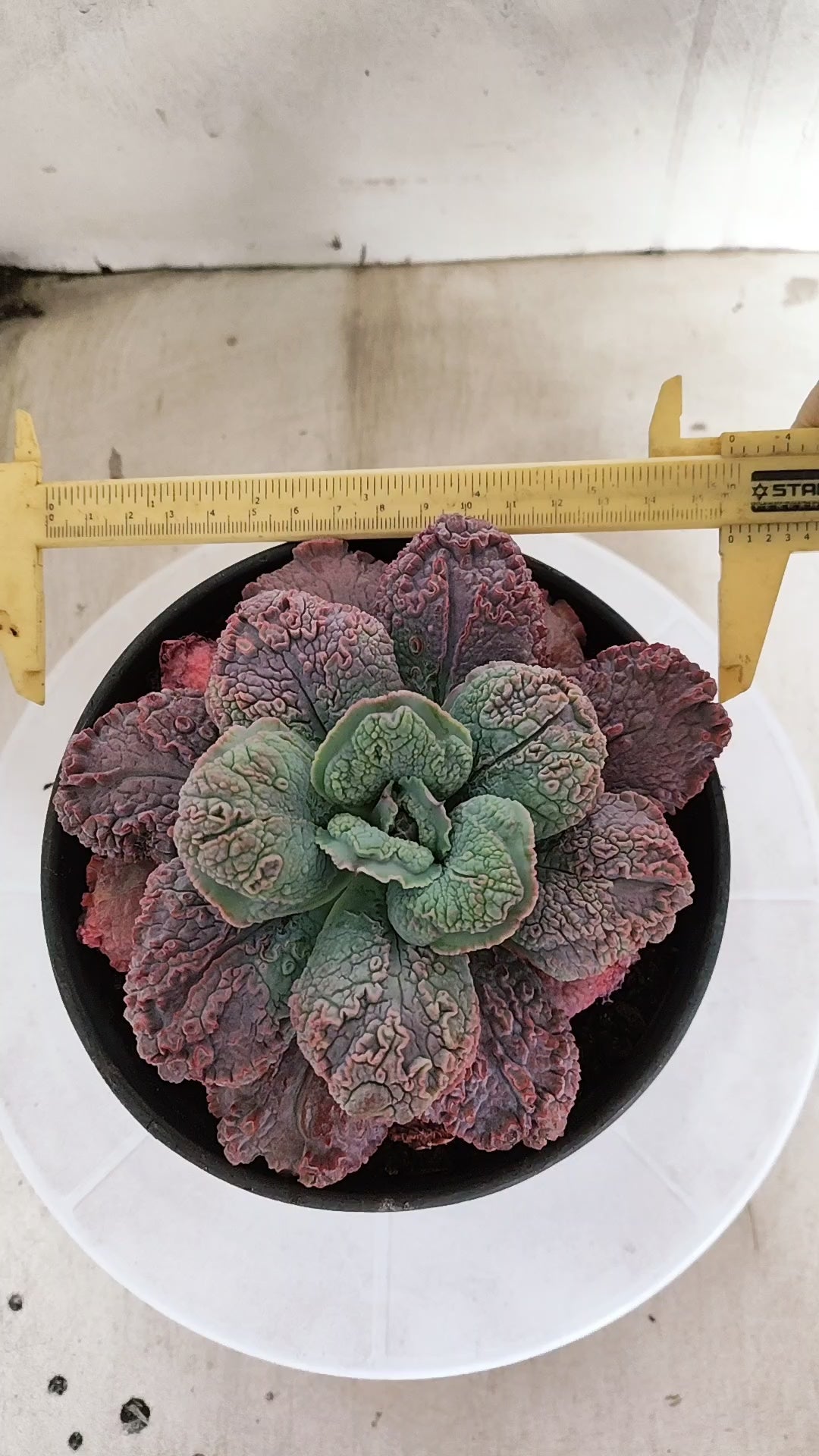 Suculenta Echeveria 'LINGUAS' N° 159 - Vaso 15
