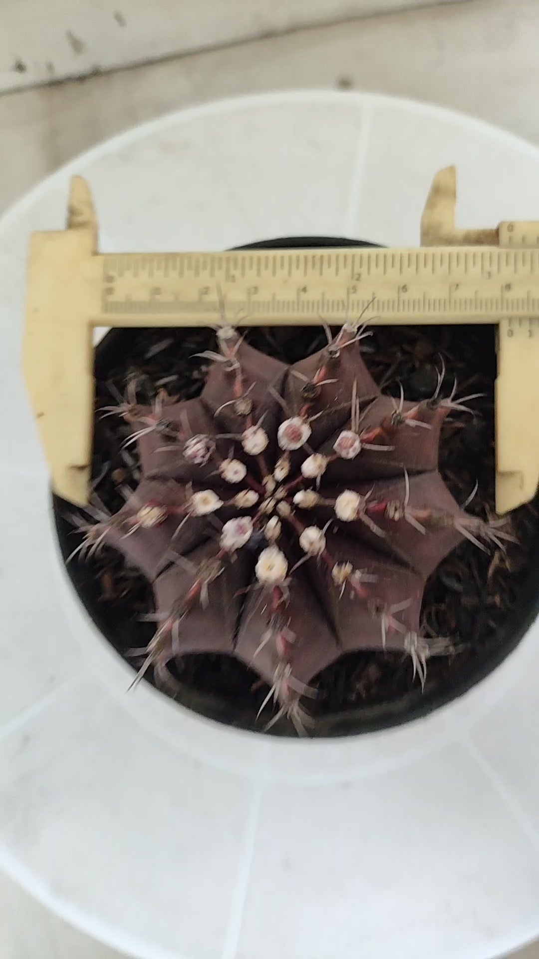 Gymnocalycium Mihanovichii “Purple” Nº 1867 – vaso 11