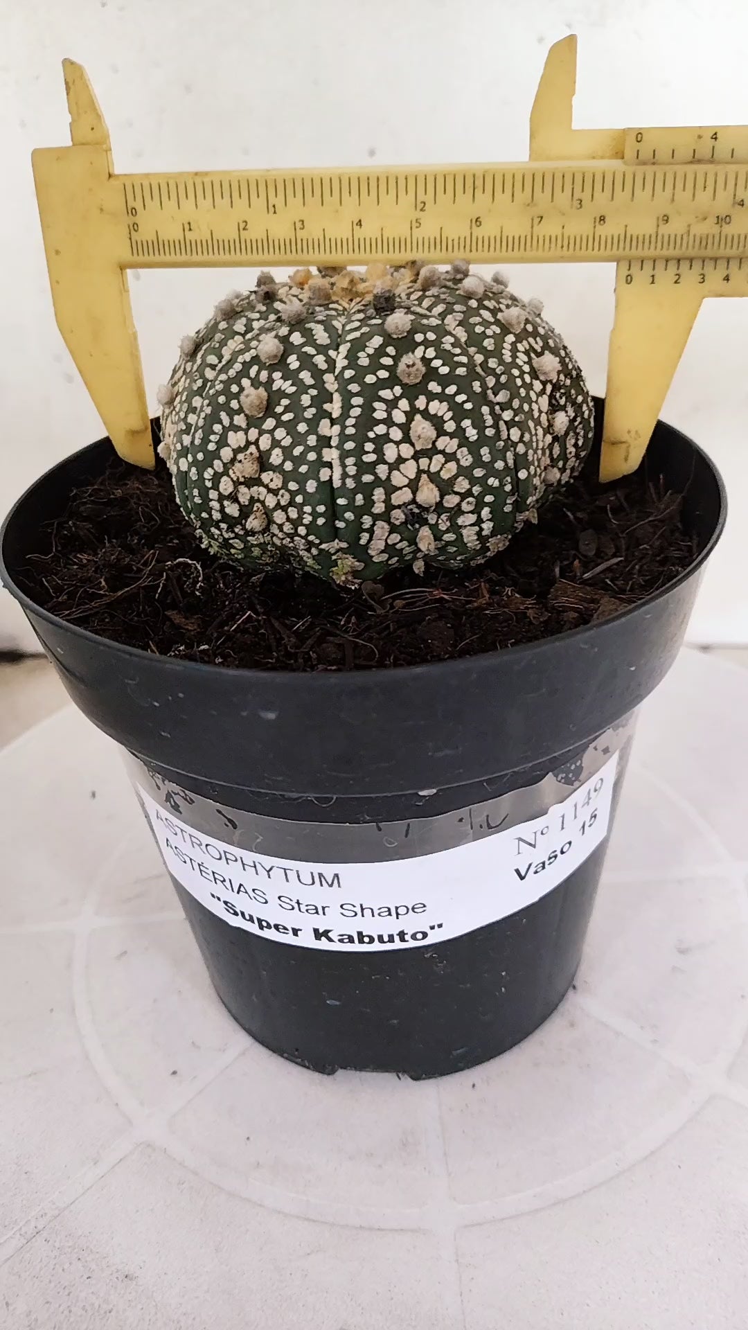 ASTROPHYTUM ASTERIAS "STAR SHAPE - Super Kabuto"   Nº 1149 – vaso 15