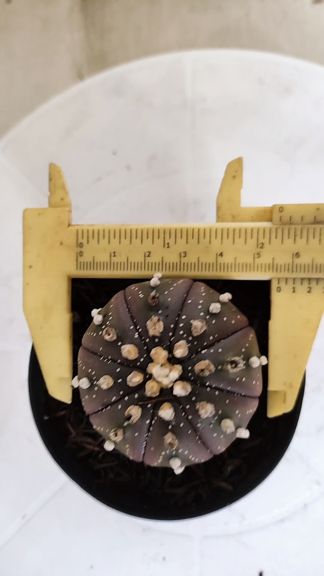 ASTROPHYTUM ASTERIAS “Purple”  Nº 1303 – vaso 09