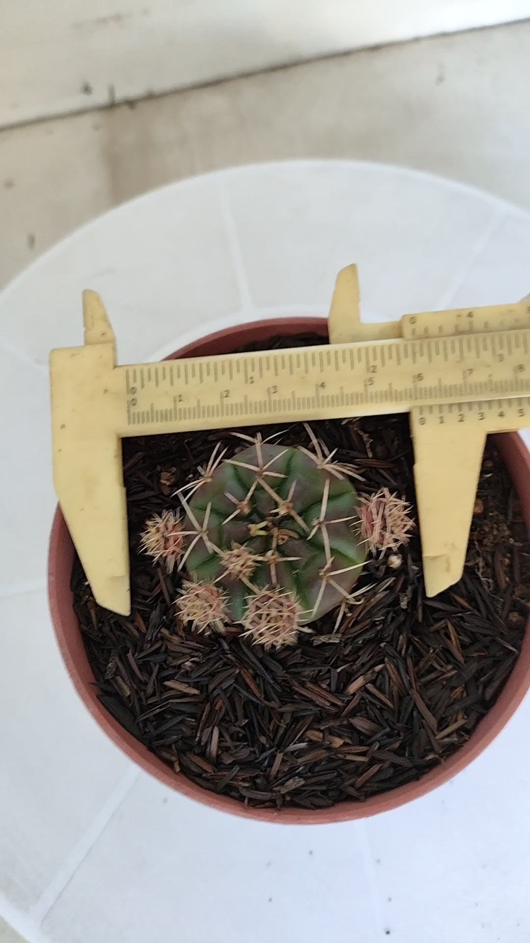 GYMNOCALYCIUM DAMSII - Nº 653 – vaso 11