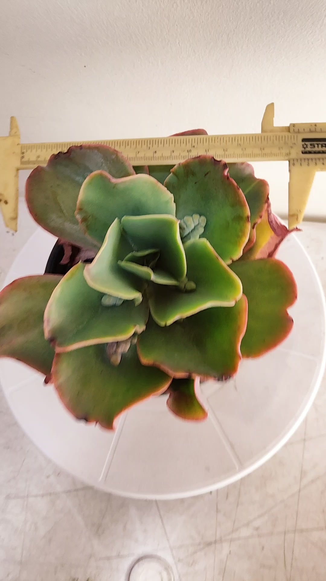 Suculenta Echeveria Gigantea Rose & Purpus  N° 90 - Vaso 15