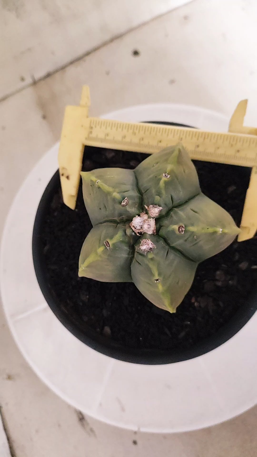 ASTROPHYTUM cv KIKKO "Variegata" Nº 1693  - vaso 15