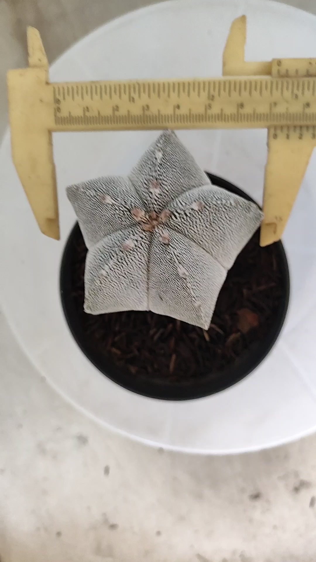 ASTROPHYTUM MYRIOSTIGMA Onzuka  Nº 780 – vaso 11