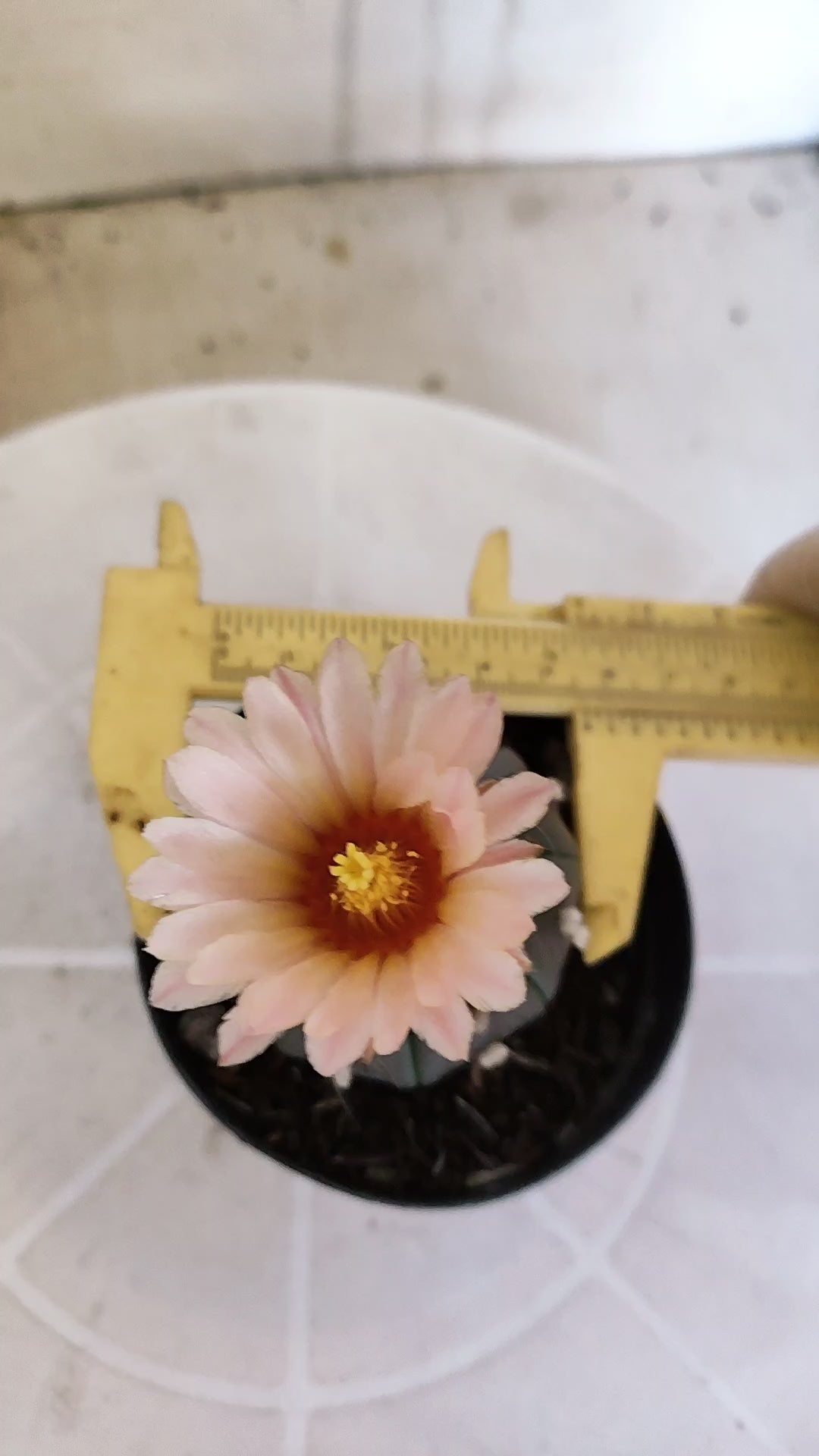 ASTROPHYTUM ASTERIAS “Purple - Akabana”  Nº 1135 – vaso 09