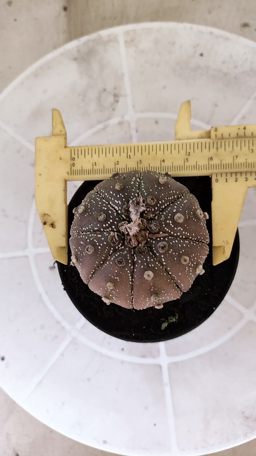ASTROPHYTUM ASTERIAS “Purple”  Nº 1138 – vaso 09