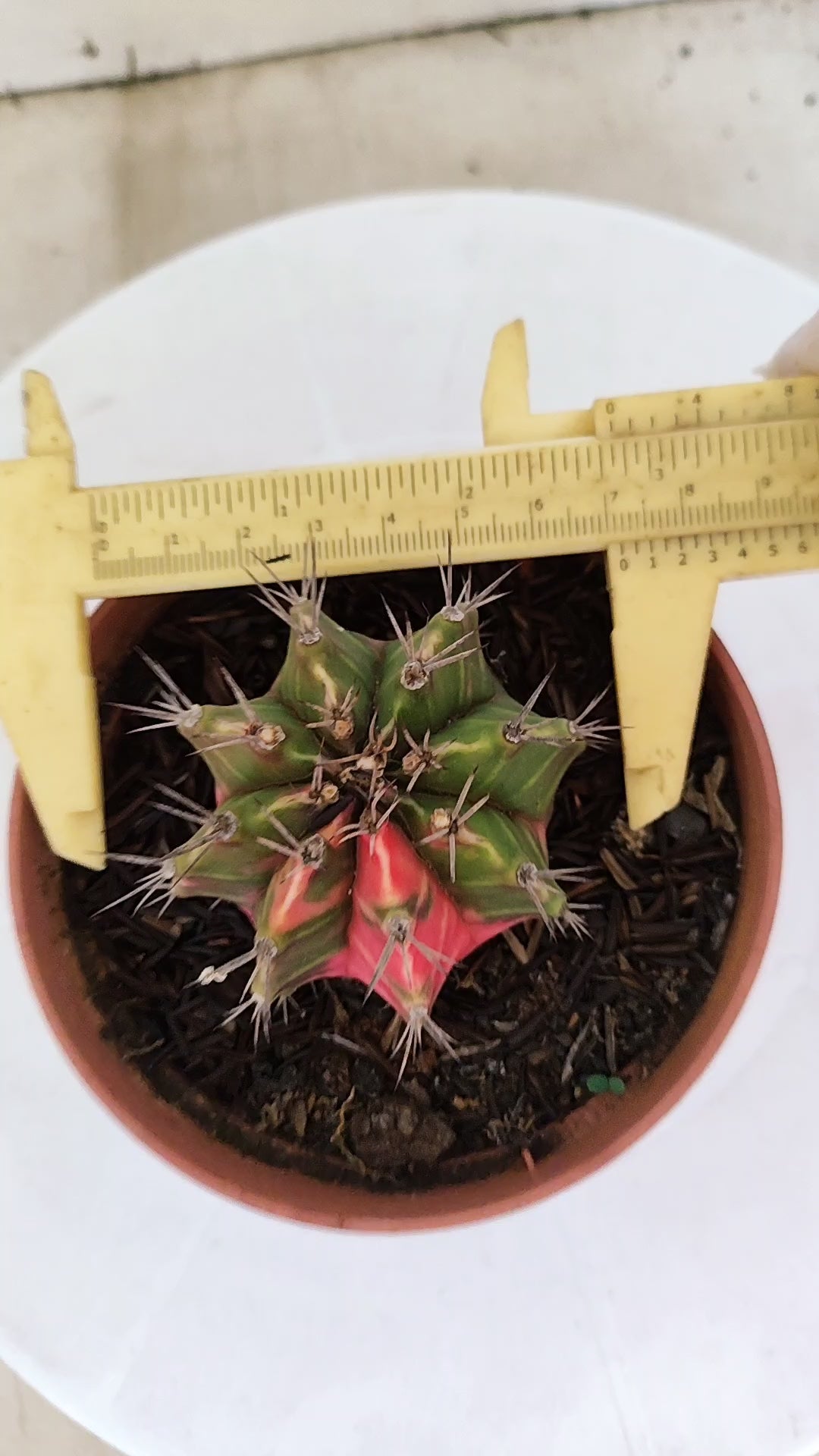 GYMNOCALYCIUM Mihanovichii "Variegata" Nº 98 – vaso 11