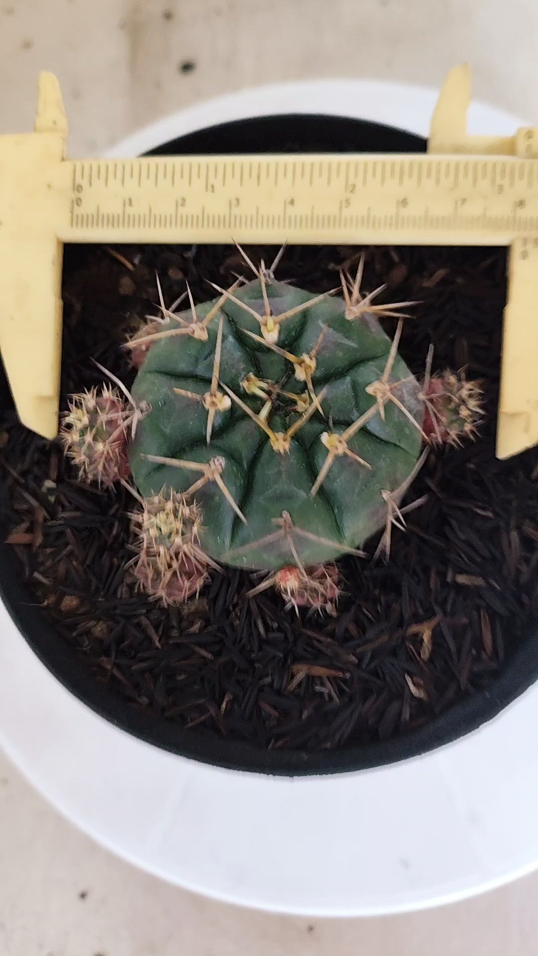 GYMNOCALYCIUM DAMSII - Nº 629 – vaso 15
