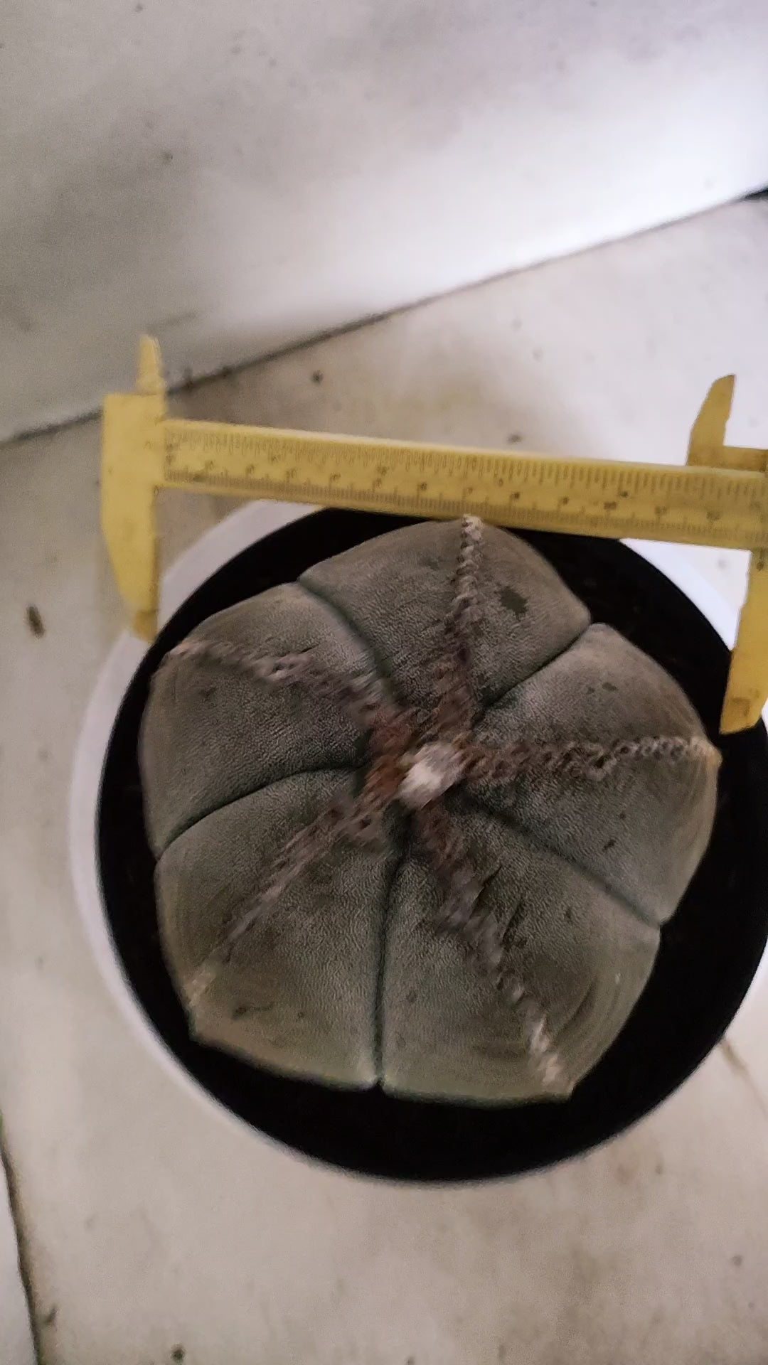 MATRIZ ASTROPHYTUM cv KIKKO Nº 544 – vaso 17