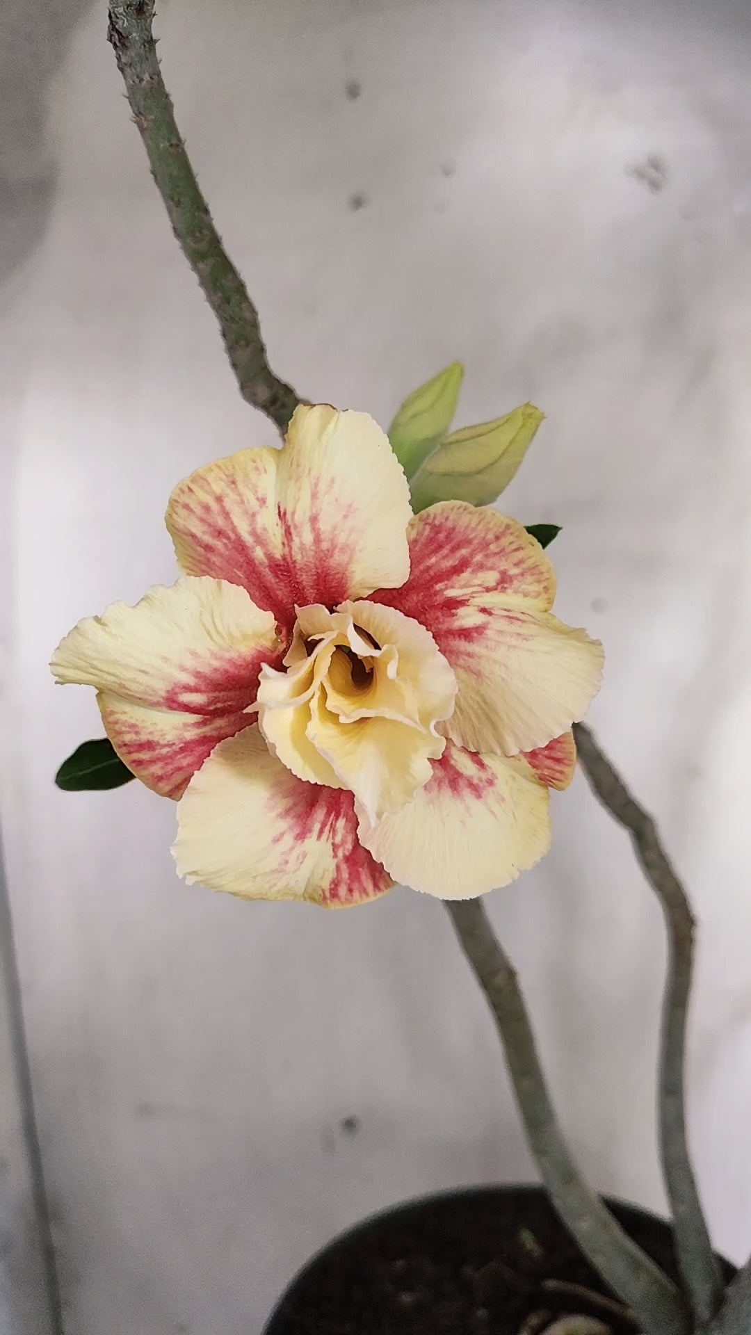 MATRIZ Planta Dobrada 243 –  35cm – 03 anos - Vaso 17