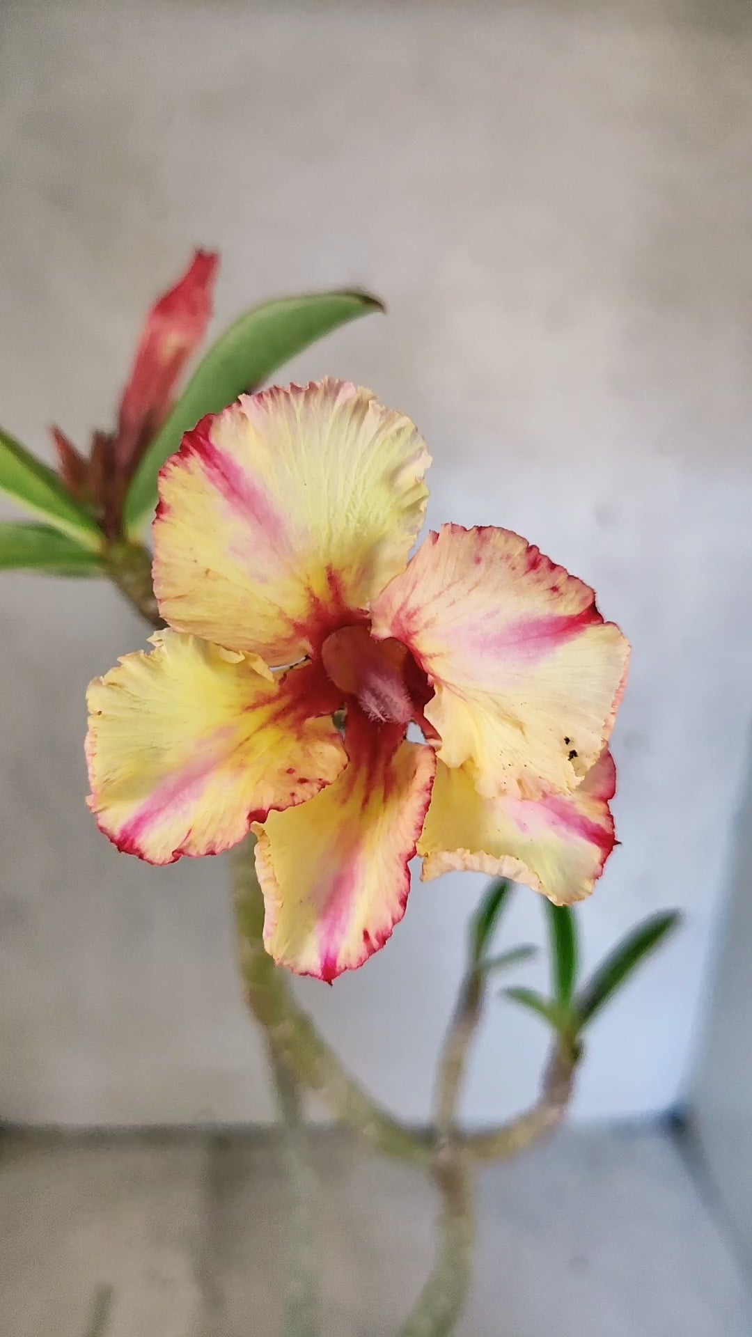 Planta Simples 3525 – 35cm – 03 anos