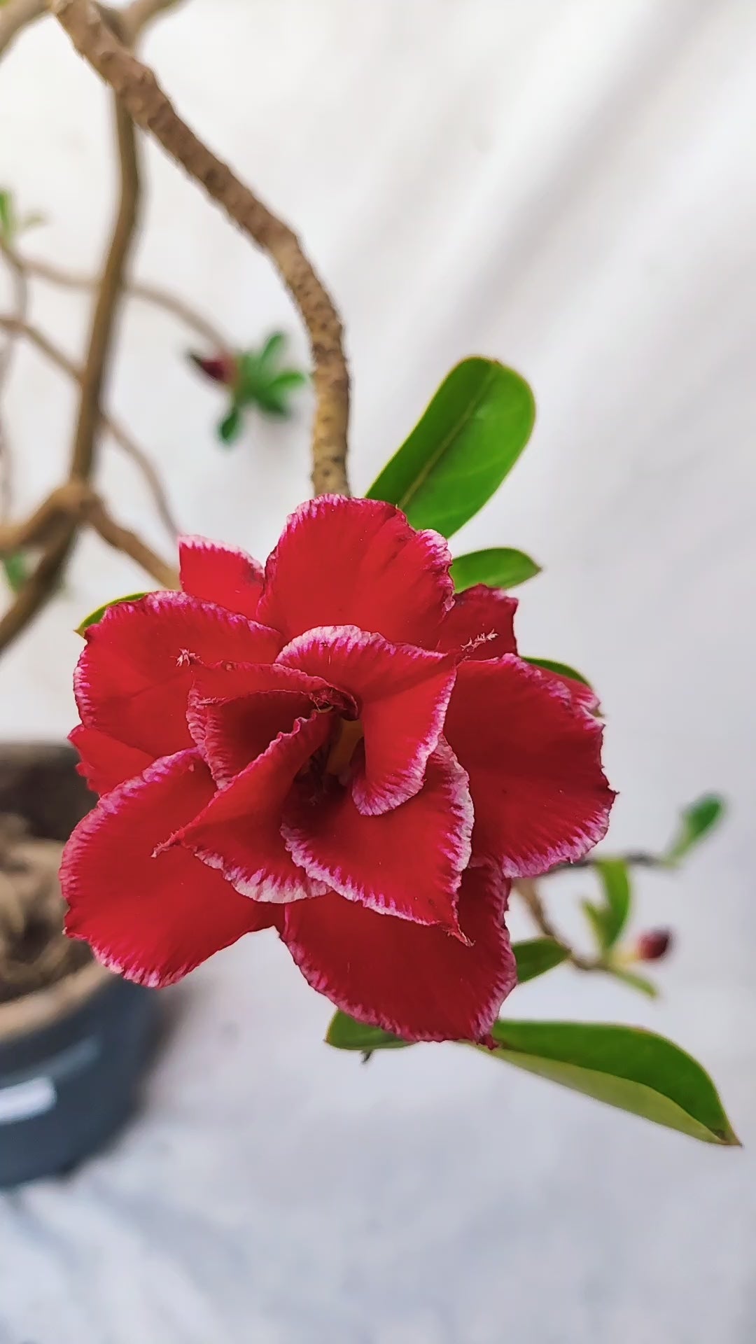 Planta Dobrada 3891 – 80cm – 05 anos