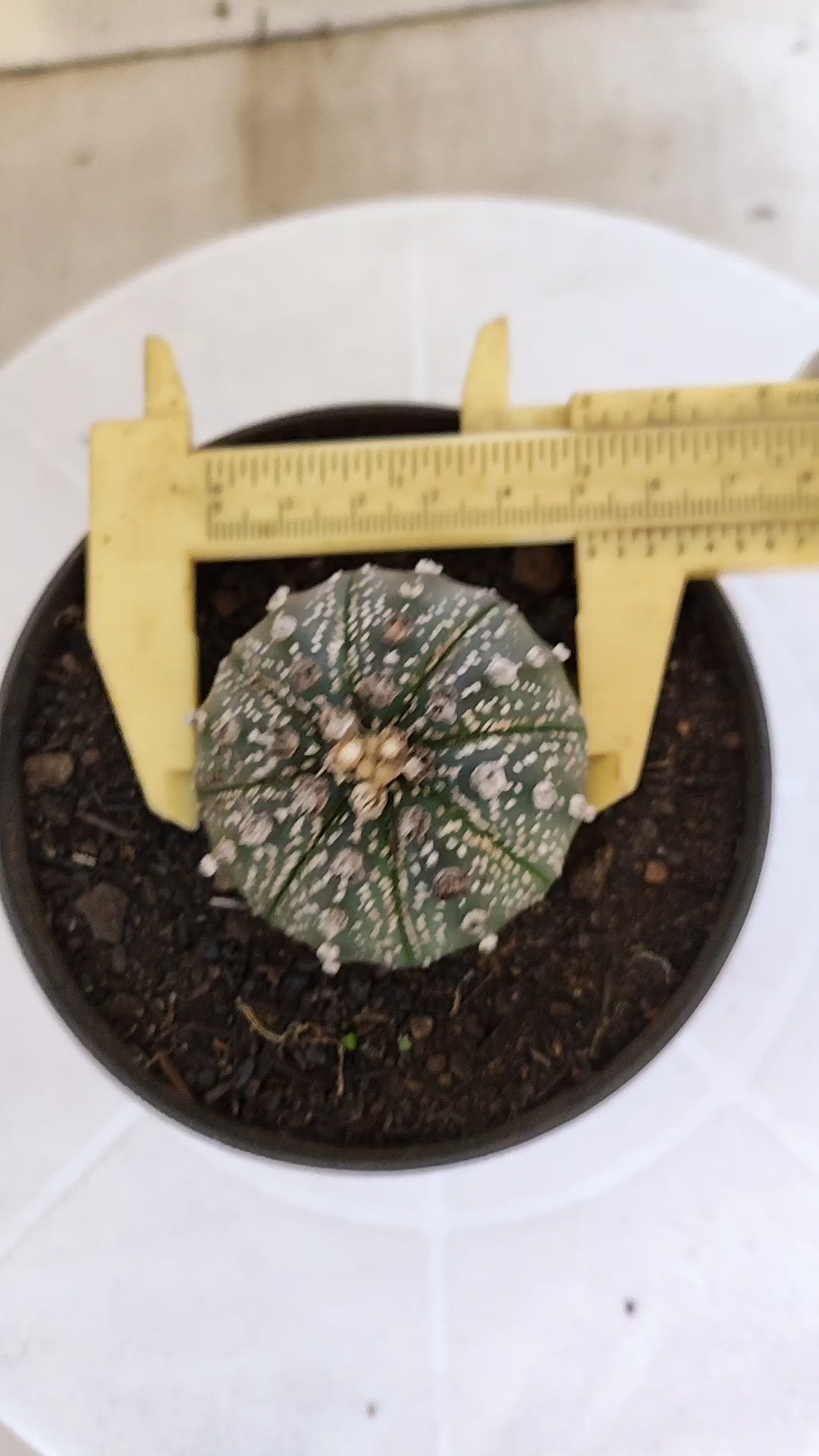 MATRIZ ASTROPHYTUM ASTÉRIAS  Nº 1059 – vaso 11