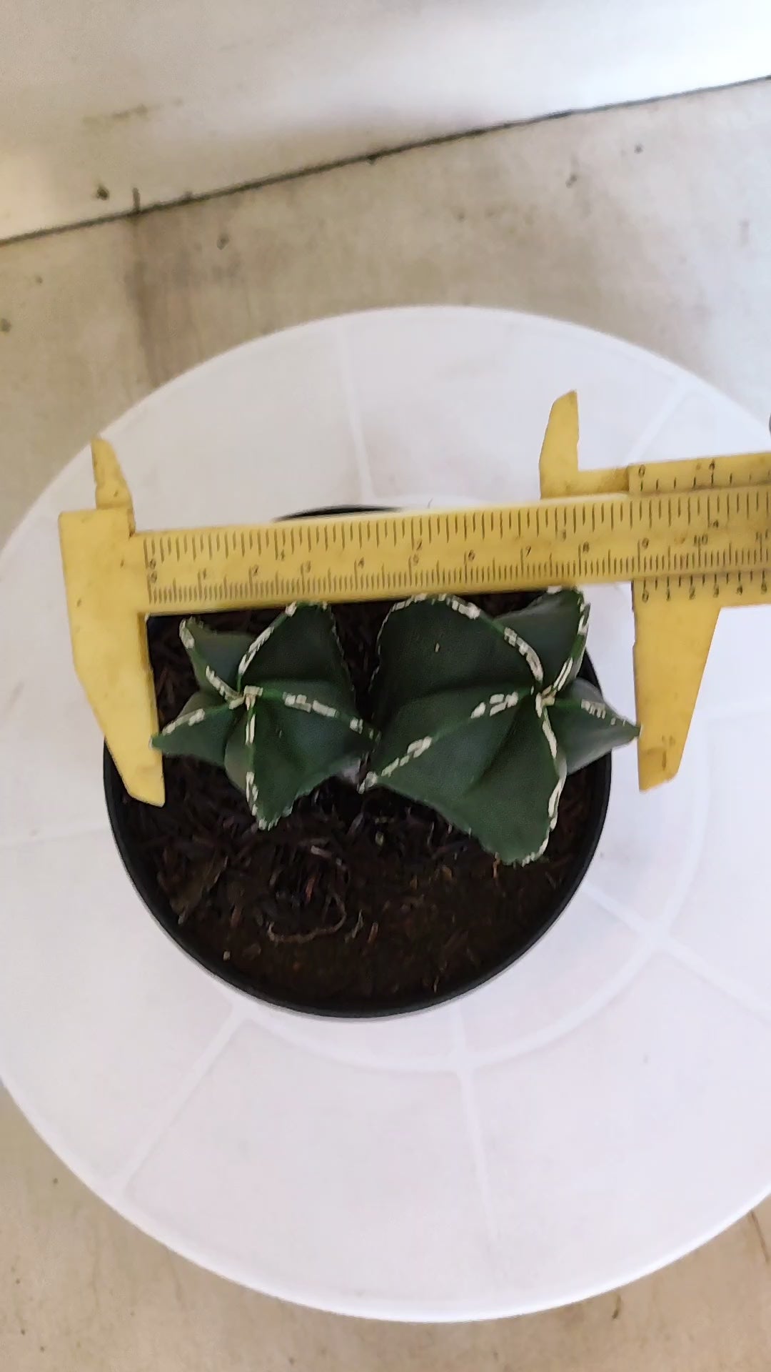 ASTROPHYTUM MYRIOSTIGMA "BICÉFALO" Nº 1202 – vaso 11