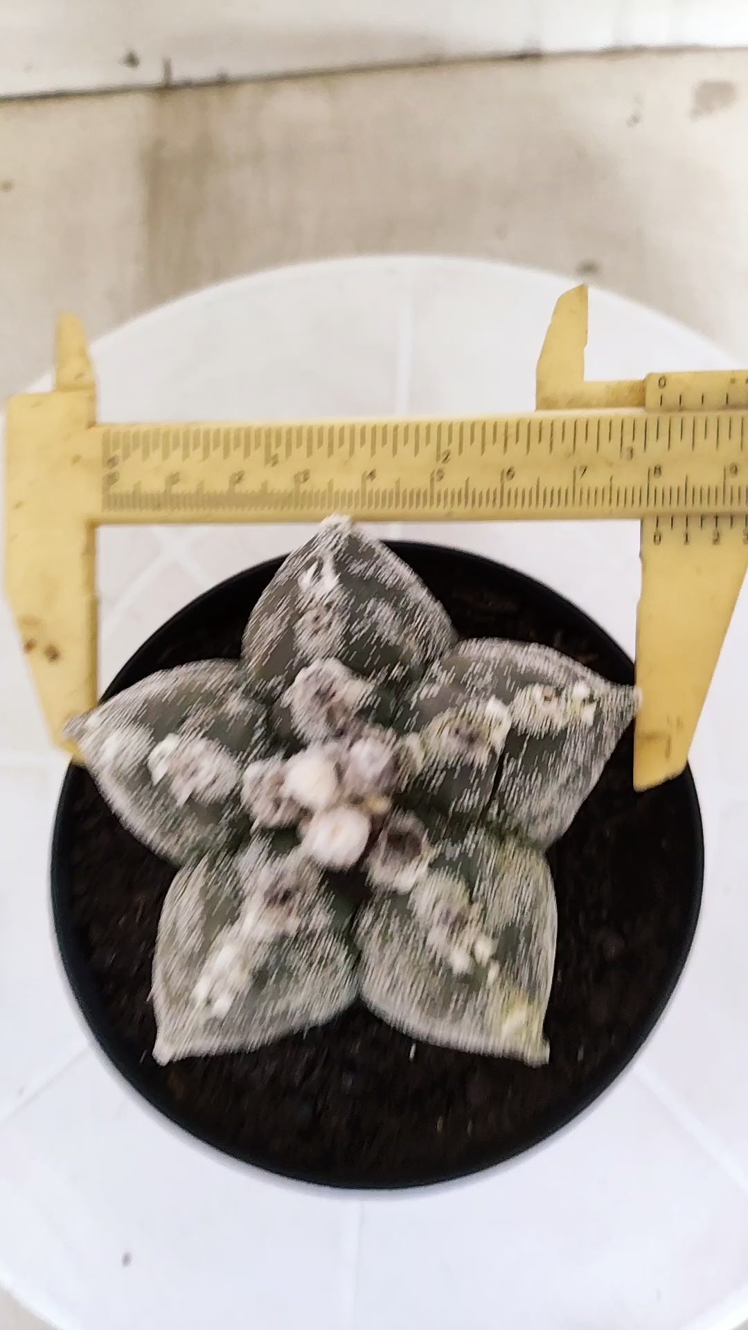 MATRIZ ASTROPHYTUM cv KIKKO   Nº 1332 – vaso 11