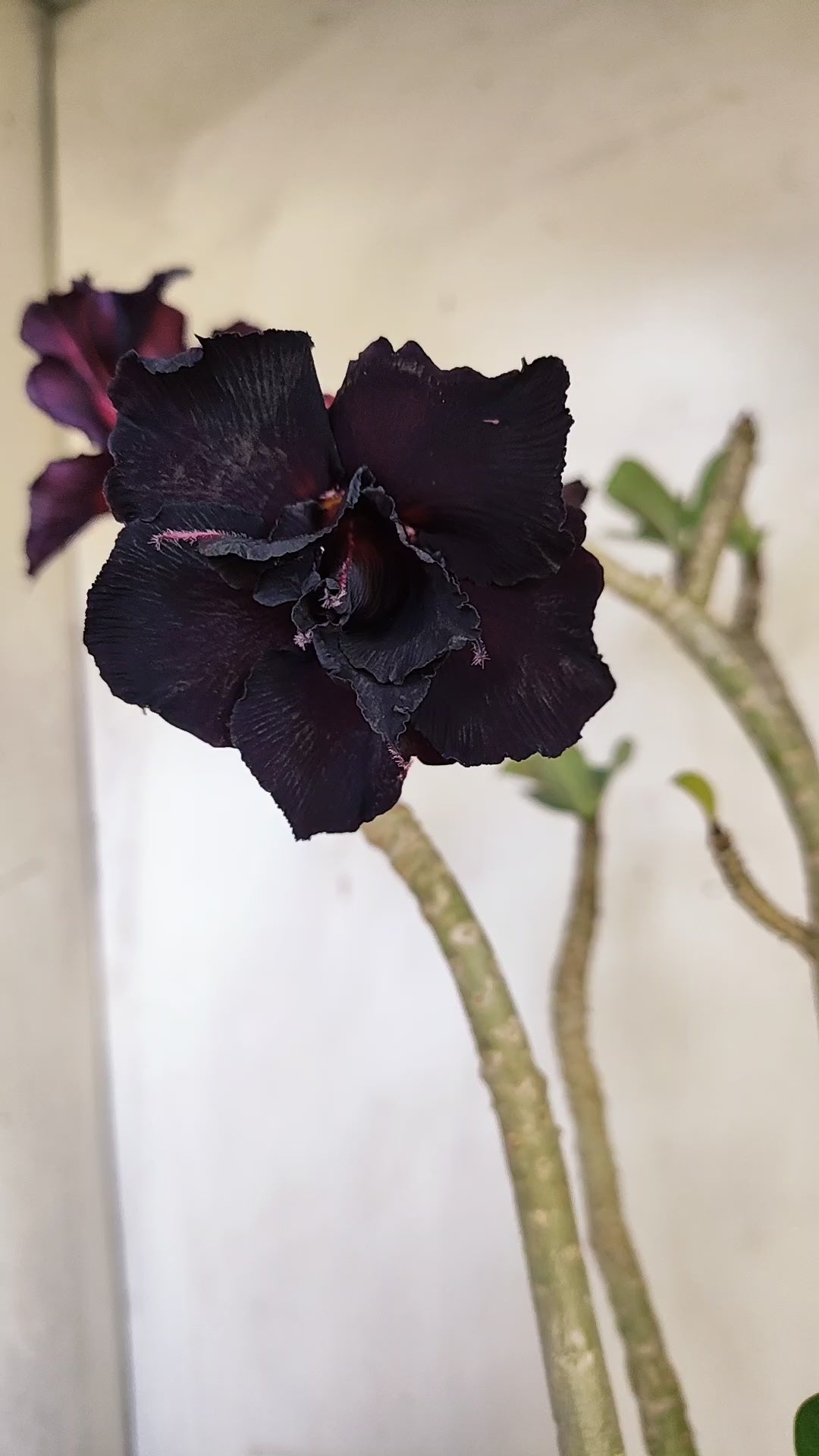 Planta Dobrada 3989 – 45cm – 04 anos