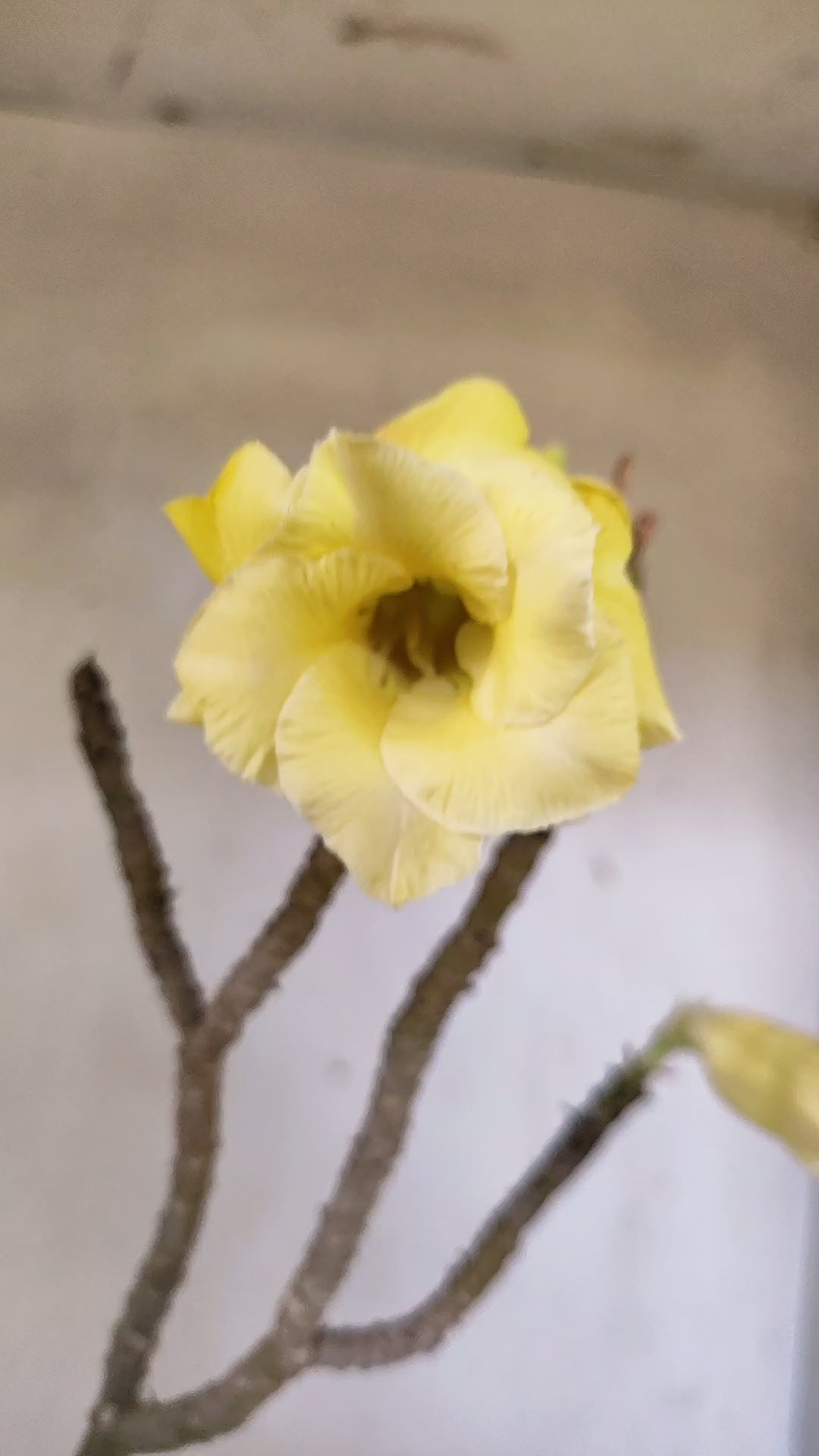 Planta Dobrada 3943 – 30cm – 02 anos
