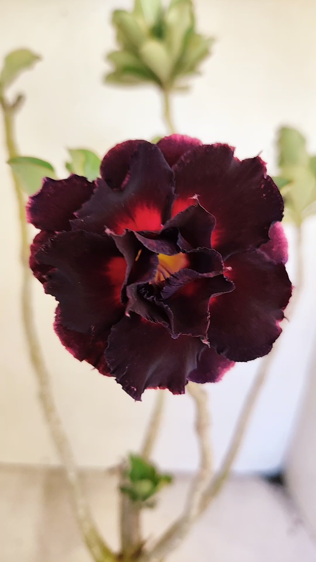 Planta Dobrada 3946 – 35cm – 03 anos