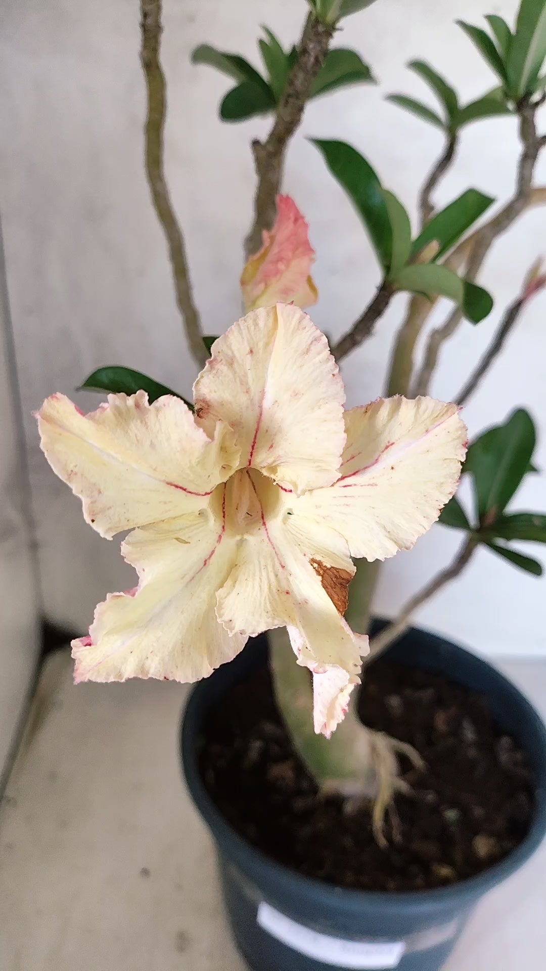 Planta Simples 3518 – 40cm – 03 anos