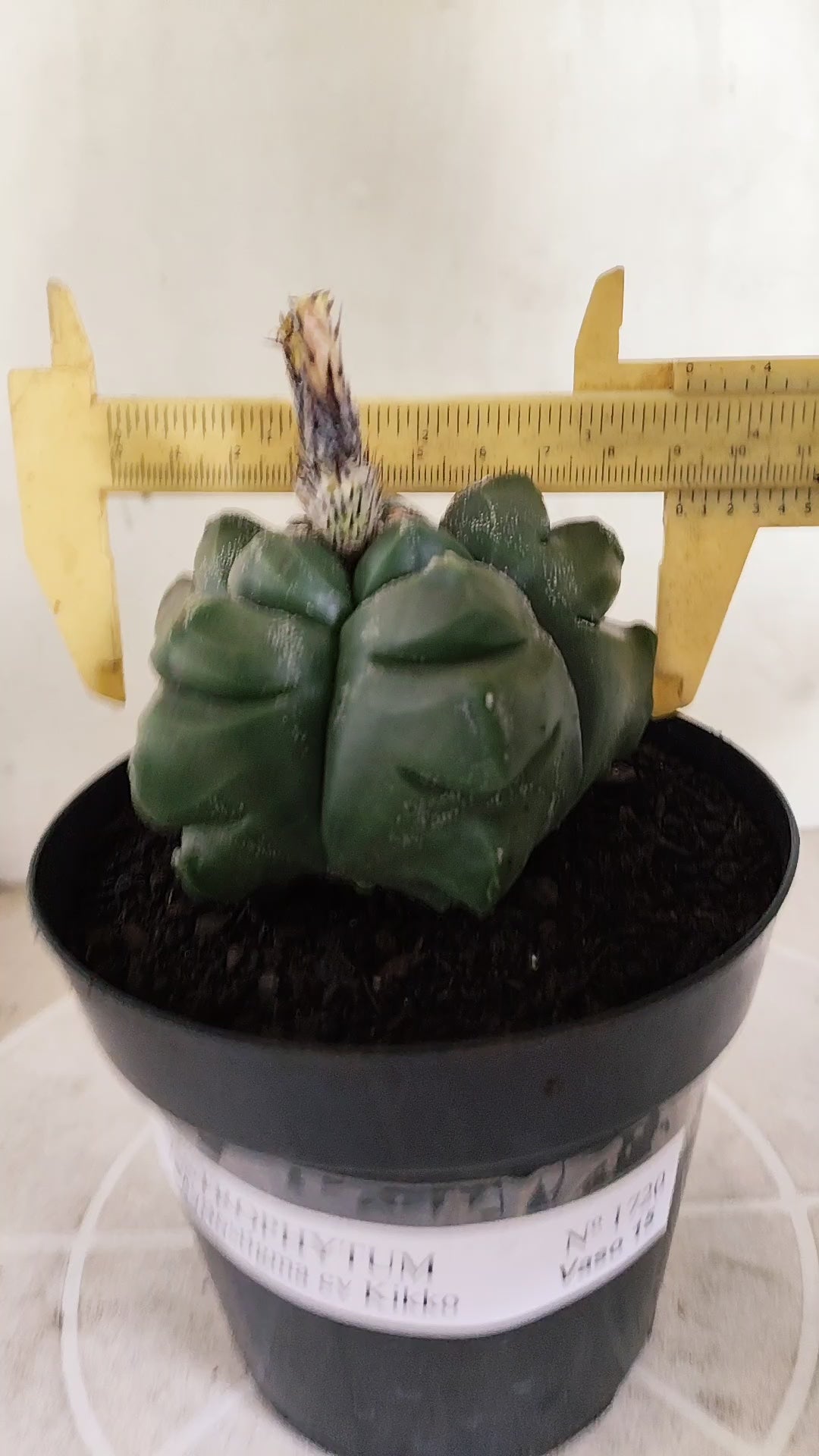 MATRIZ ASTROPHYTUM cv KIKKO  Nº 1720 – vaso 15